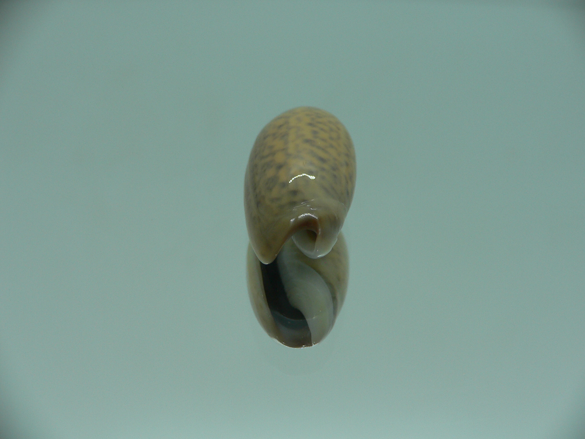 Oliva oliva f. samarensis