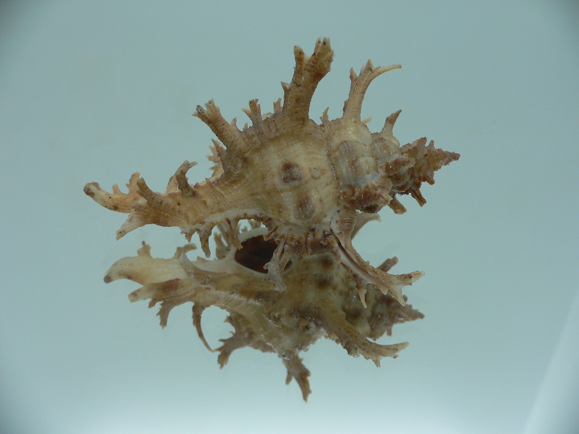 Chicoreus axicornis BROWN