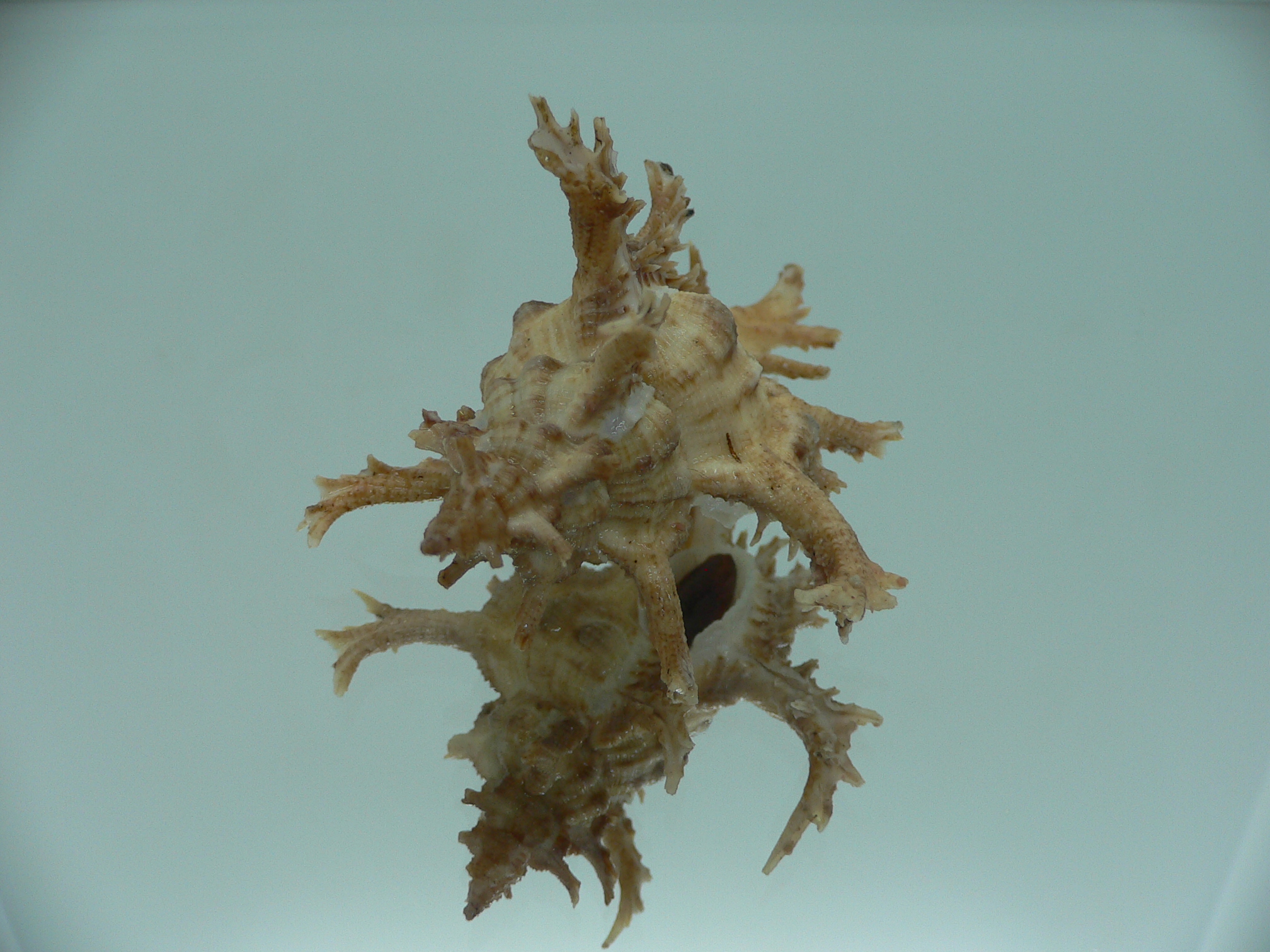 Chicoreus axicornis BROWN