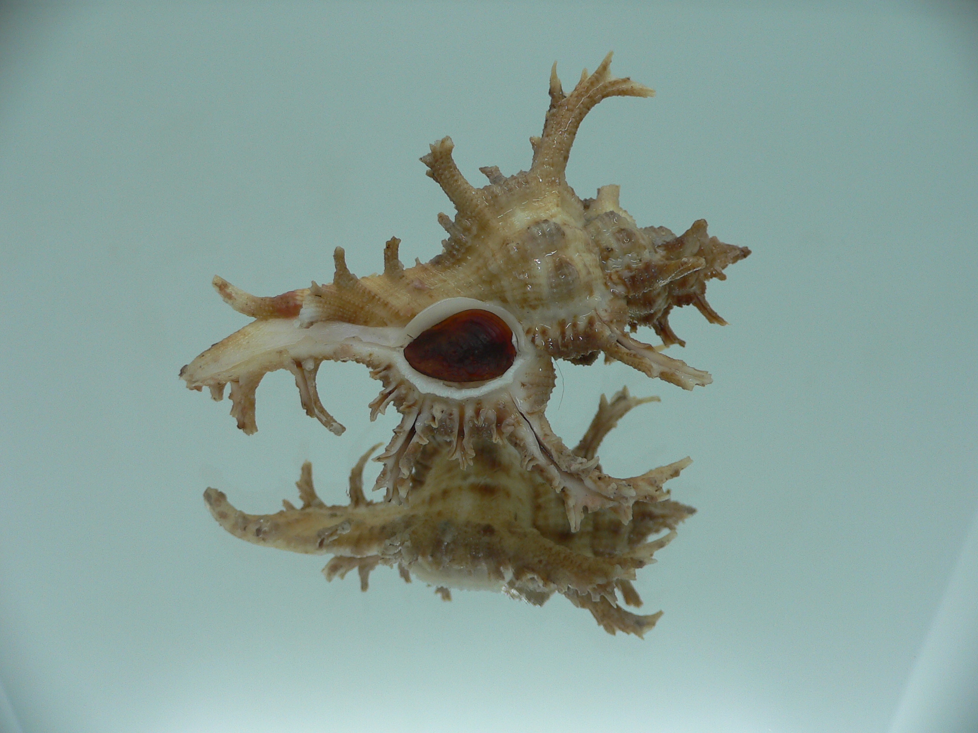 Chicoreus axicornis BROWN