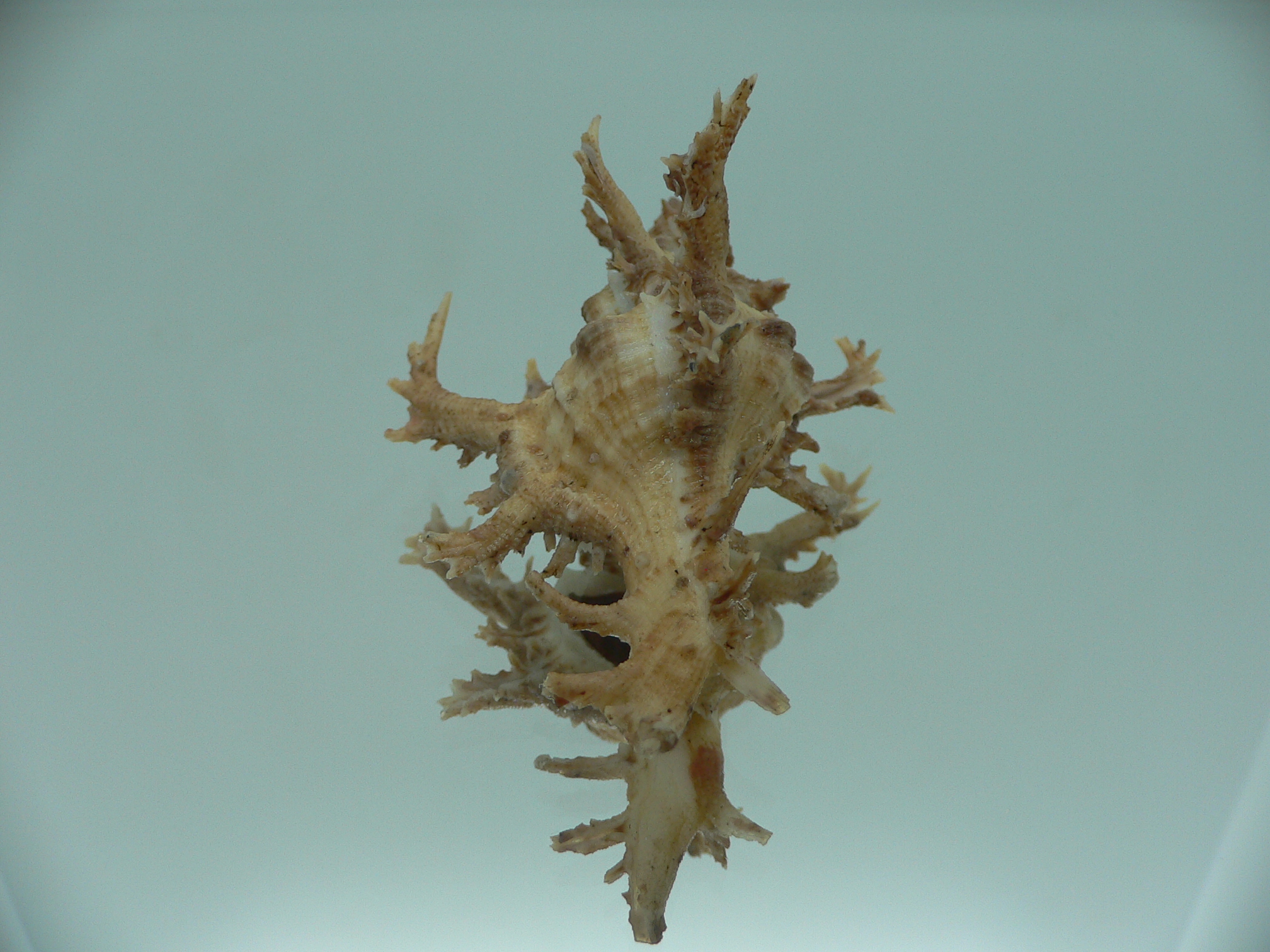 Chicoreus axicornis BROWN