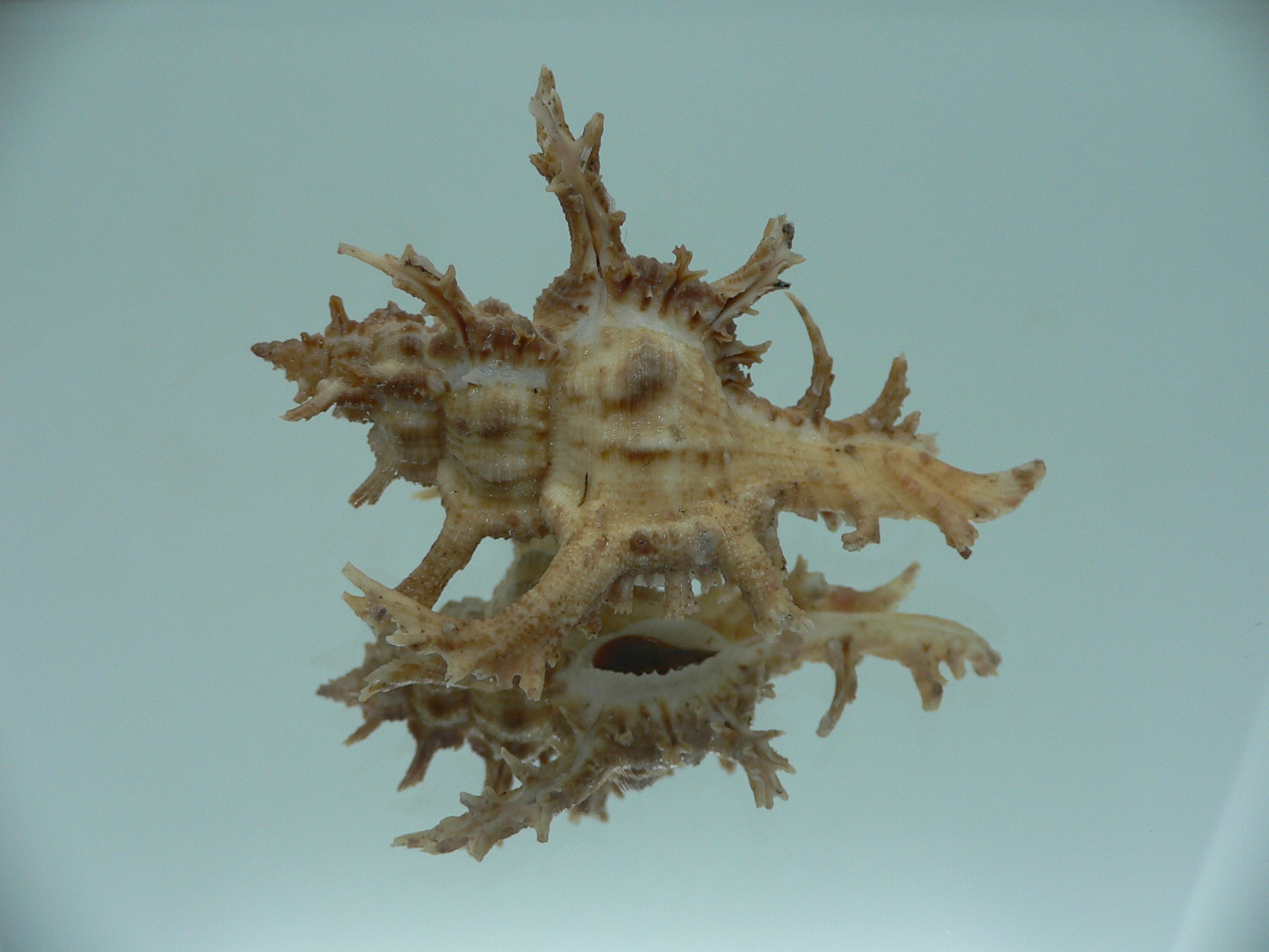 Chicoreus axicornis BROWN