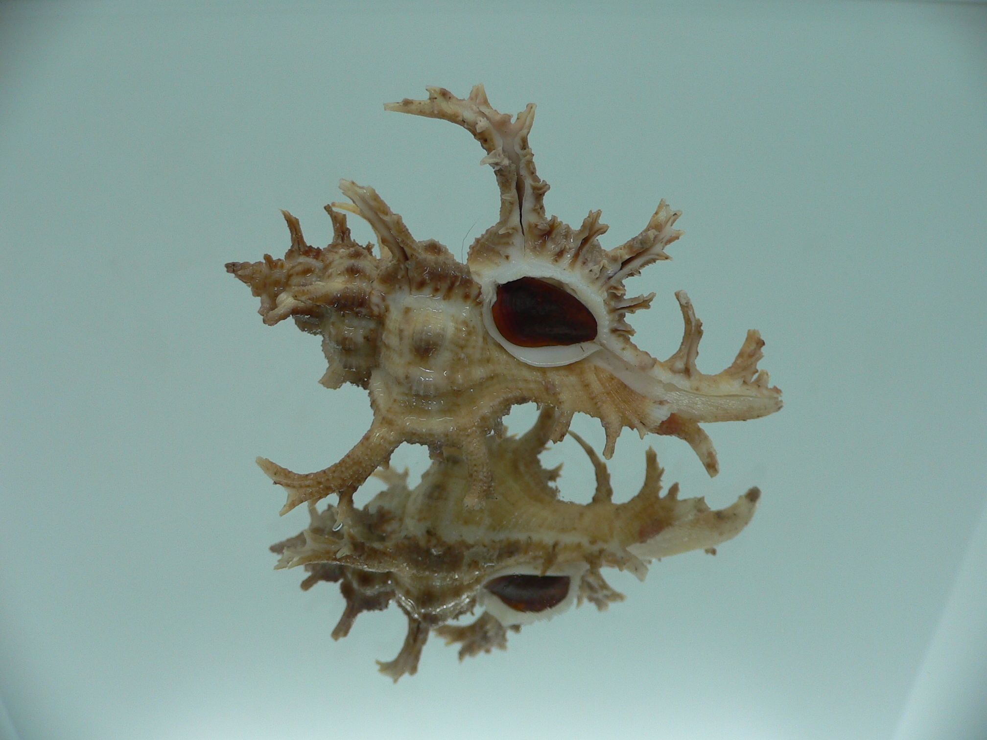 Chicoreus axicornis BROWN