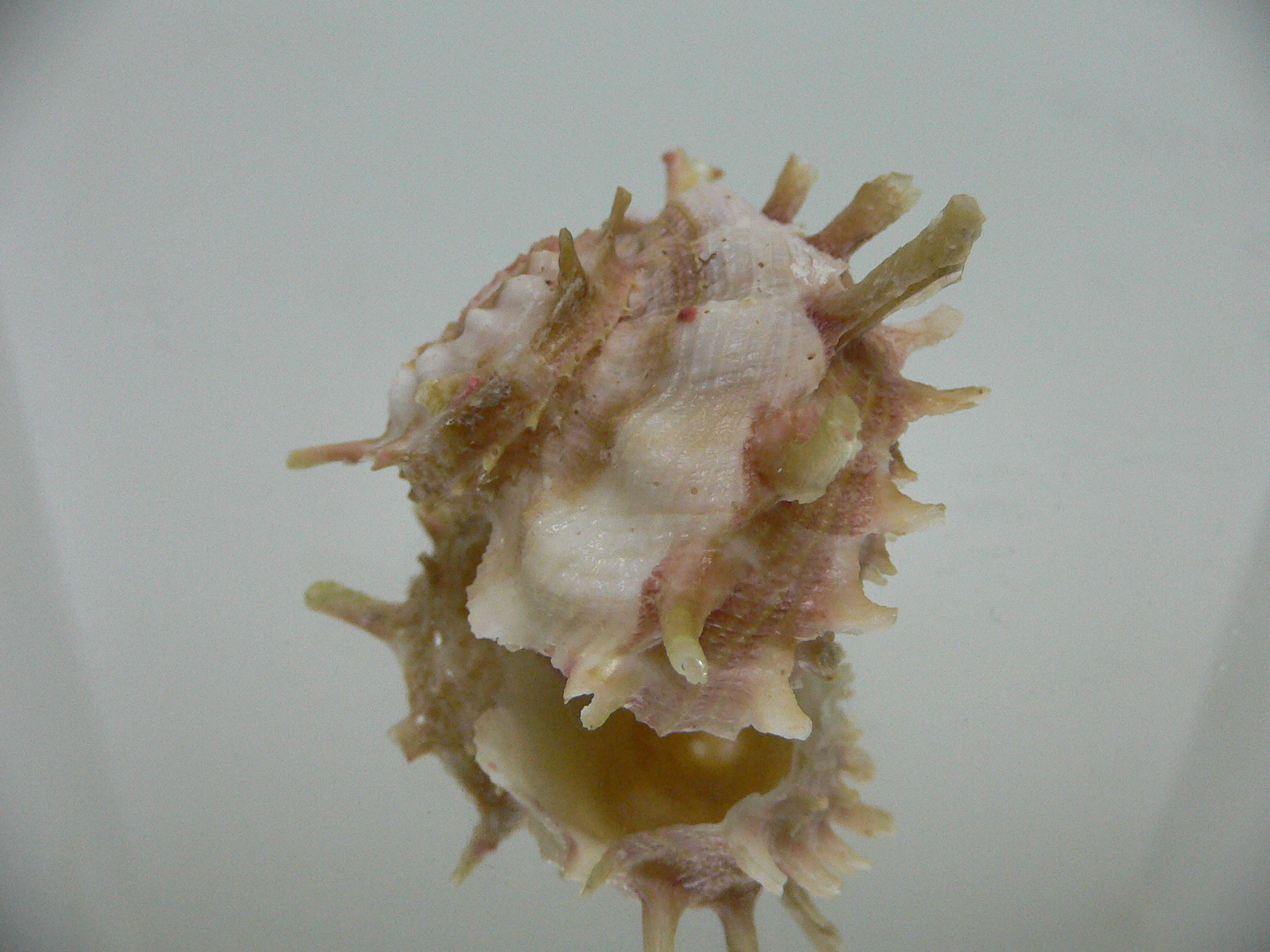 Angaria sphaerula