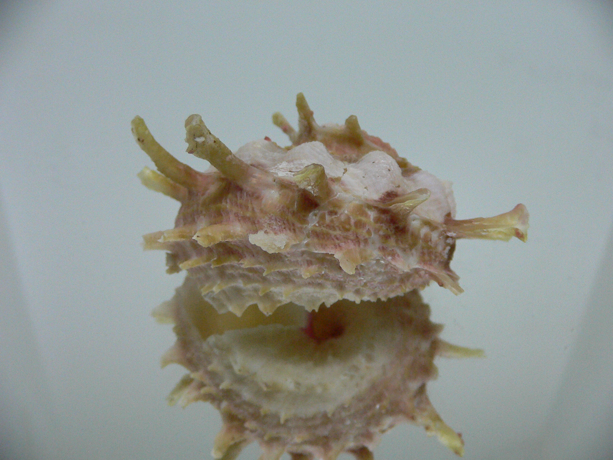 Angaria sphaerula