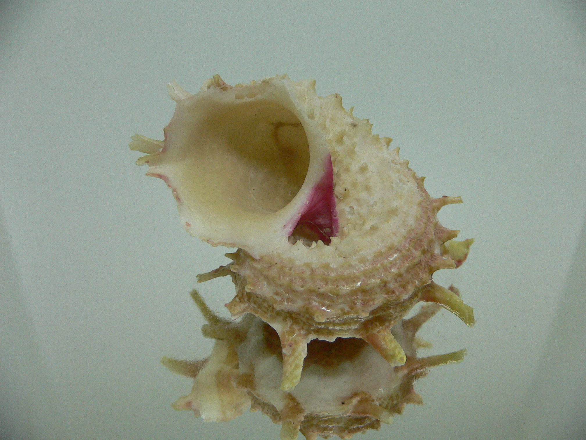 Angaria sphaerula