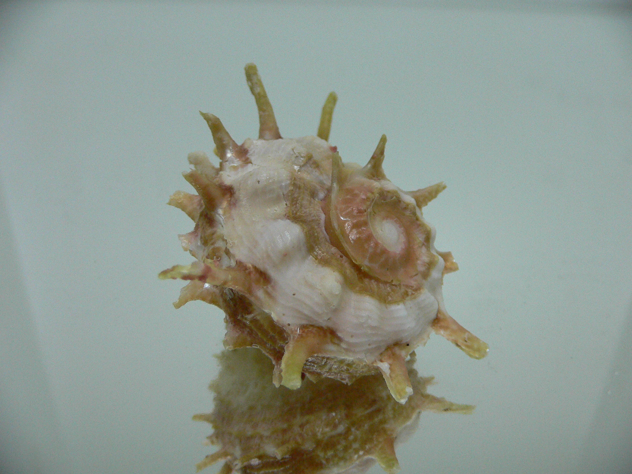 Angaria sphaerula