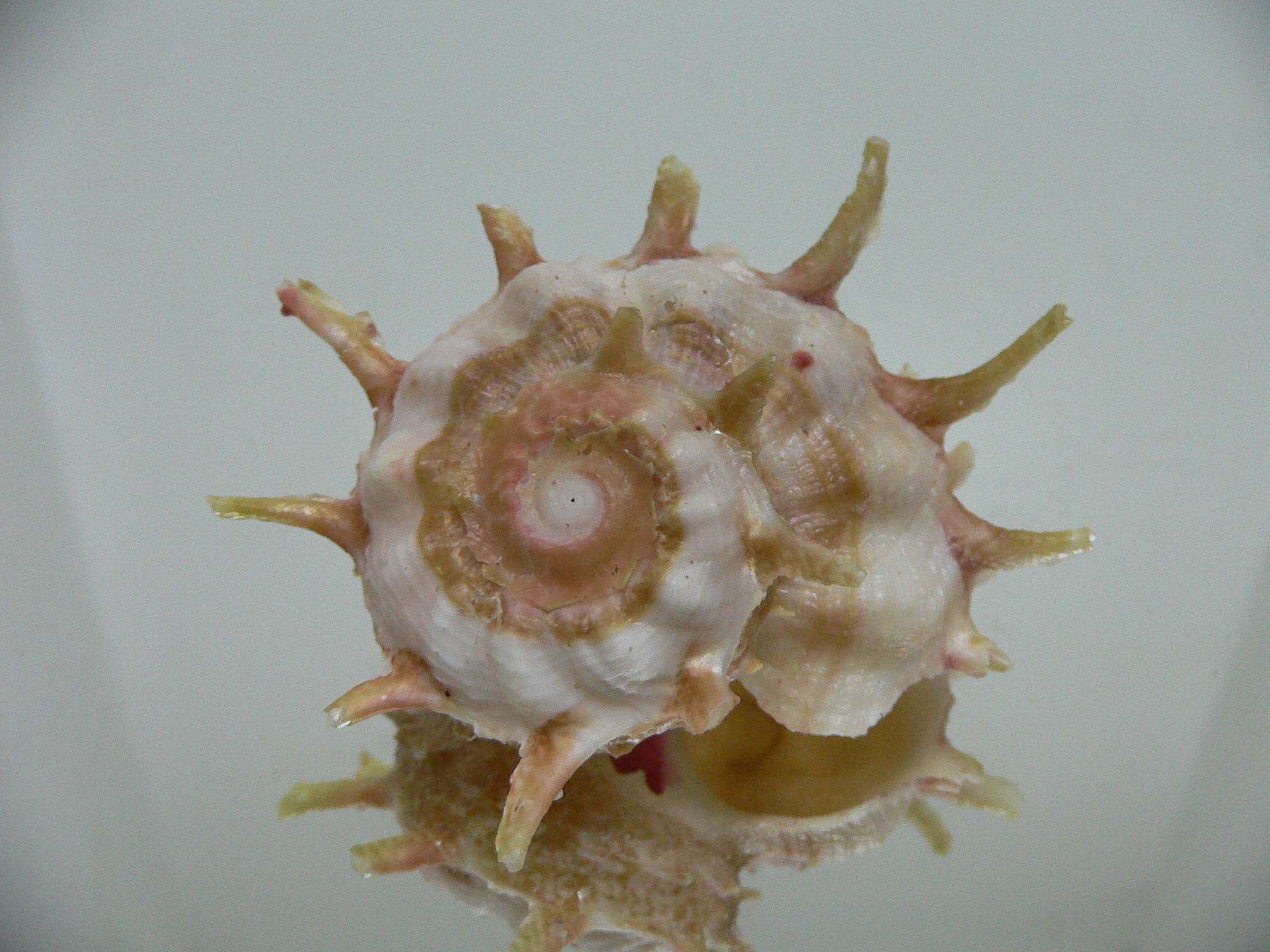 Angaria sphaerula