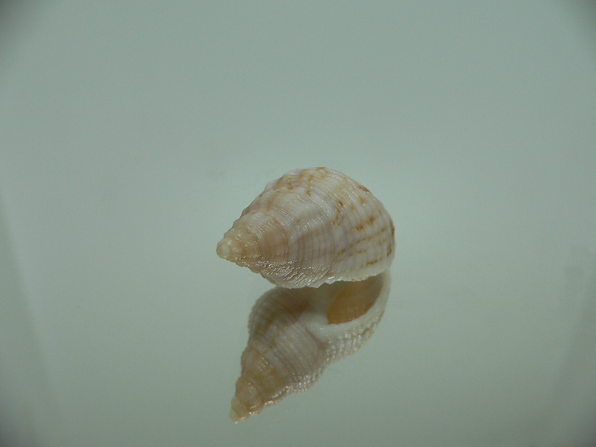 Afrocominella capensis