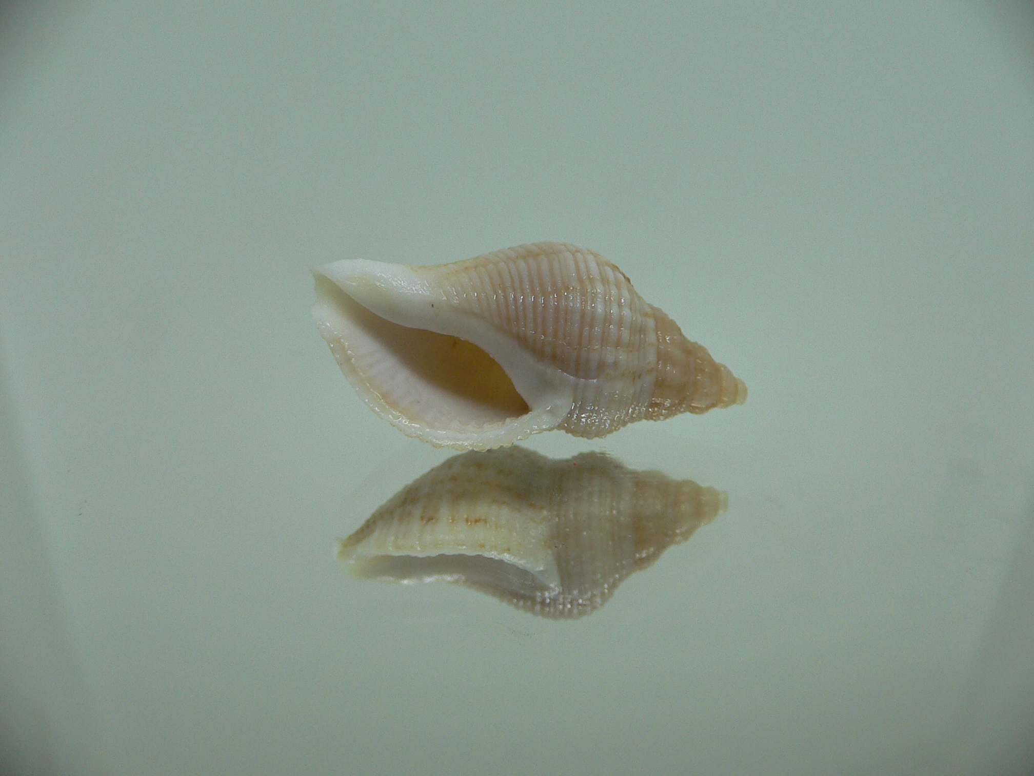 Afrocominella capensis