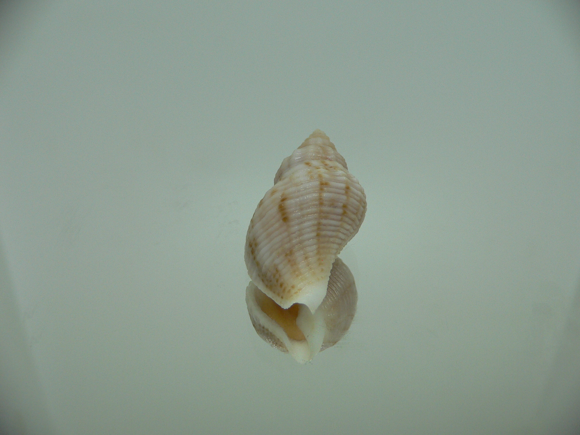 Afrocominella capensis