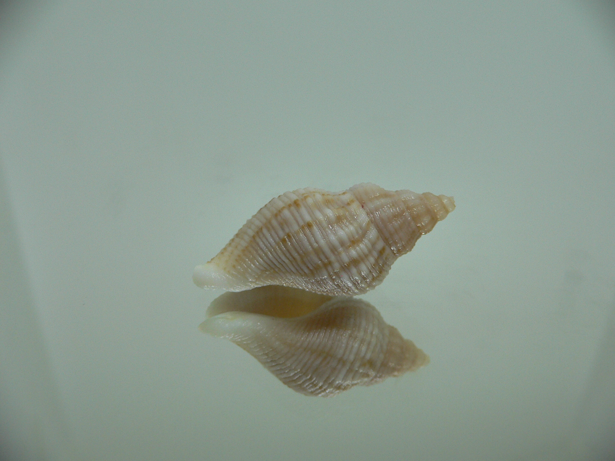 Afrocominella capensis