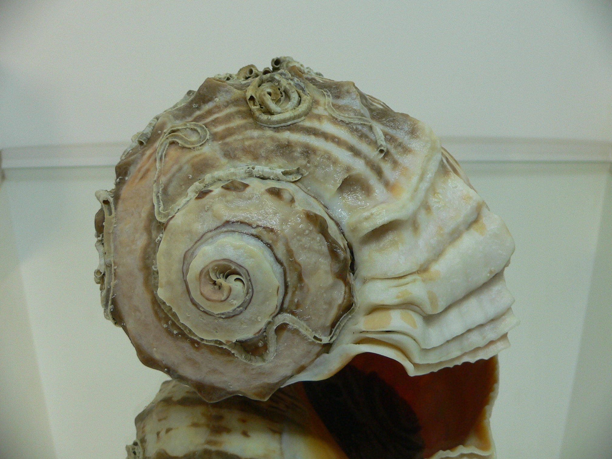 Rapana venosa NATURAL MONSTER