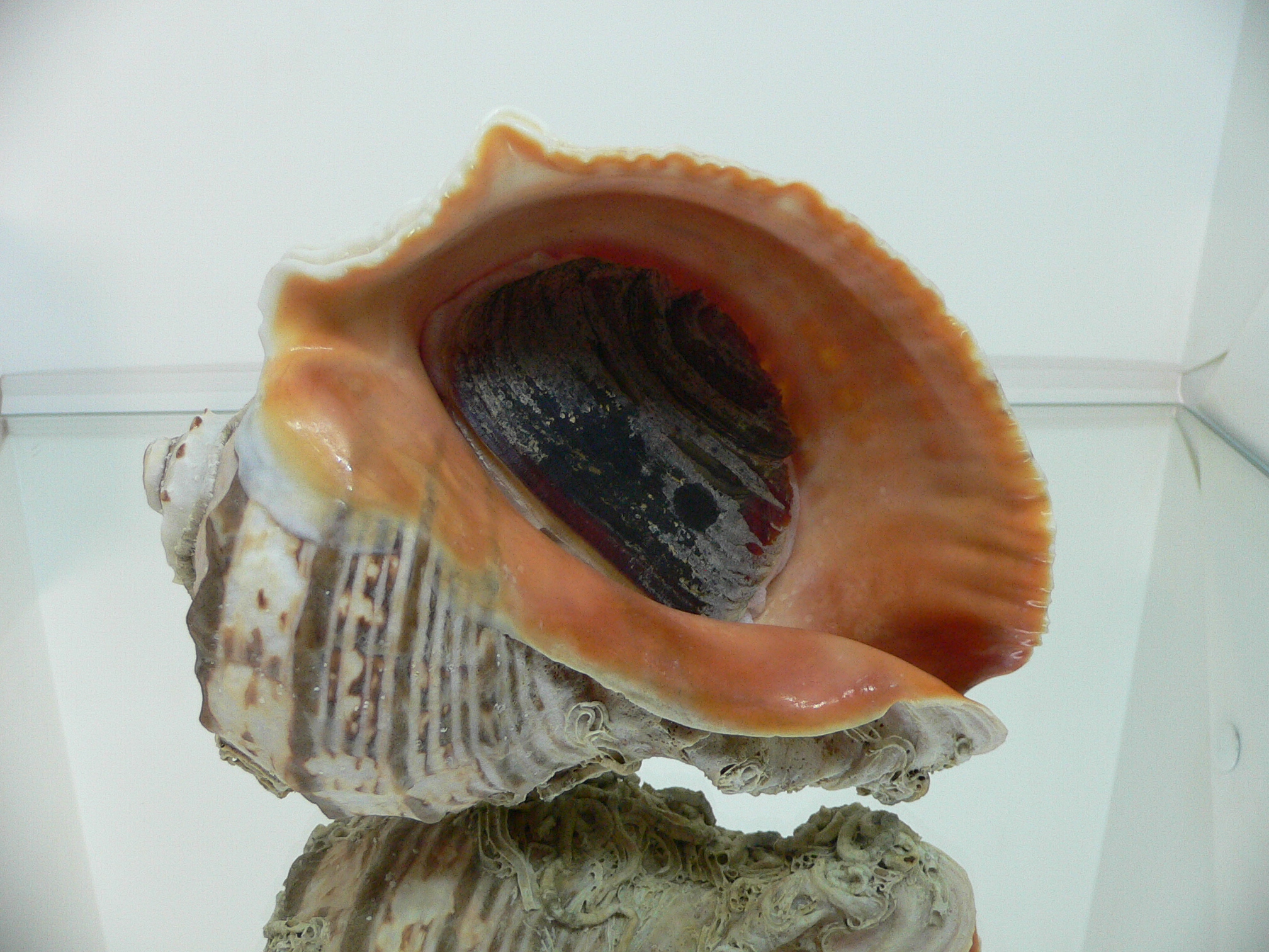 Rapana venosa NATURAL MONSTER