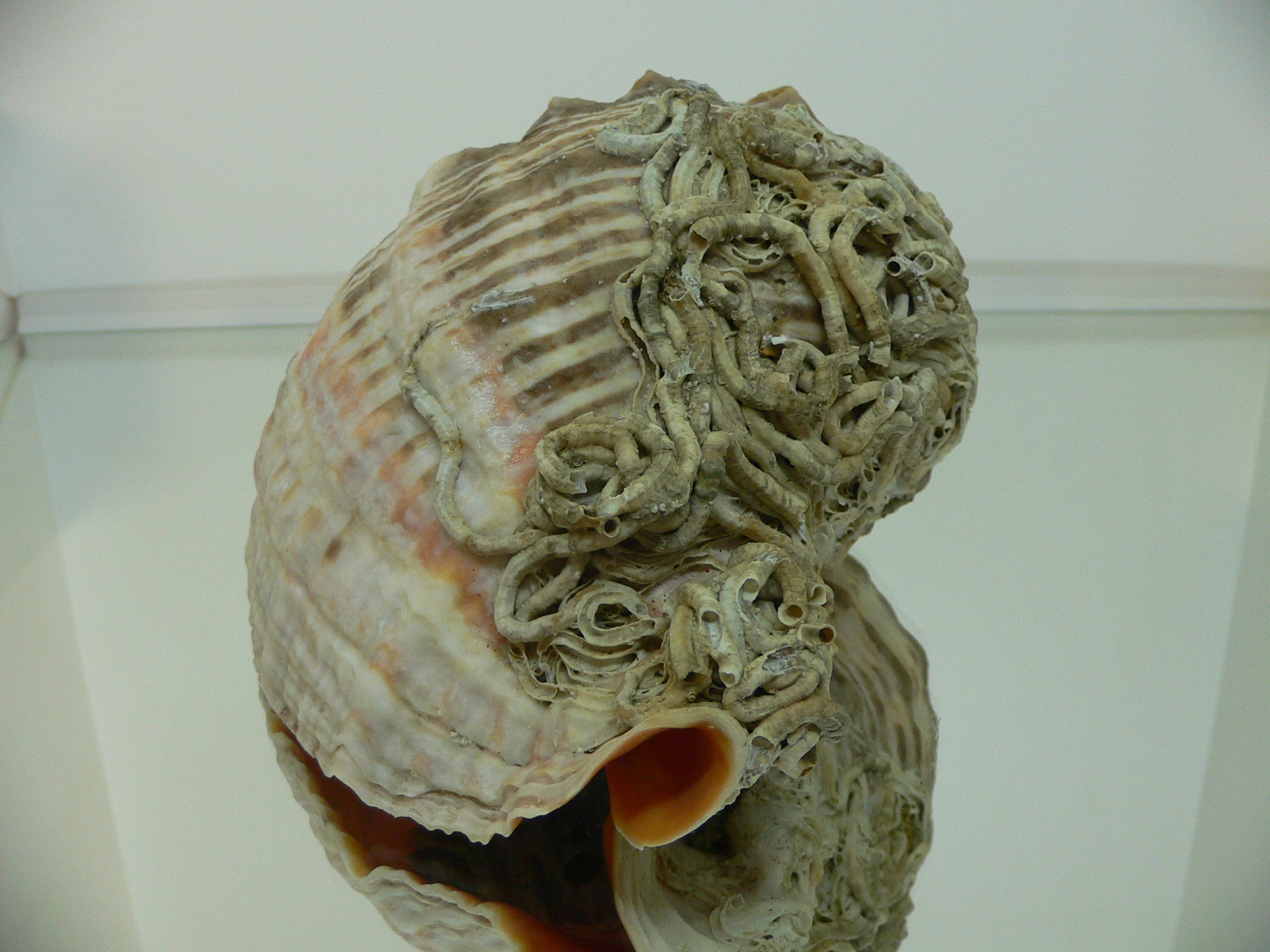 Rapana venosa NATURAL MONSTER