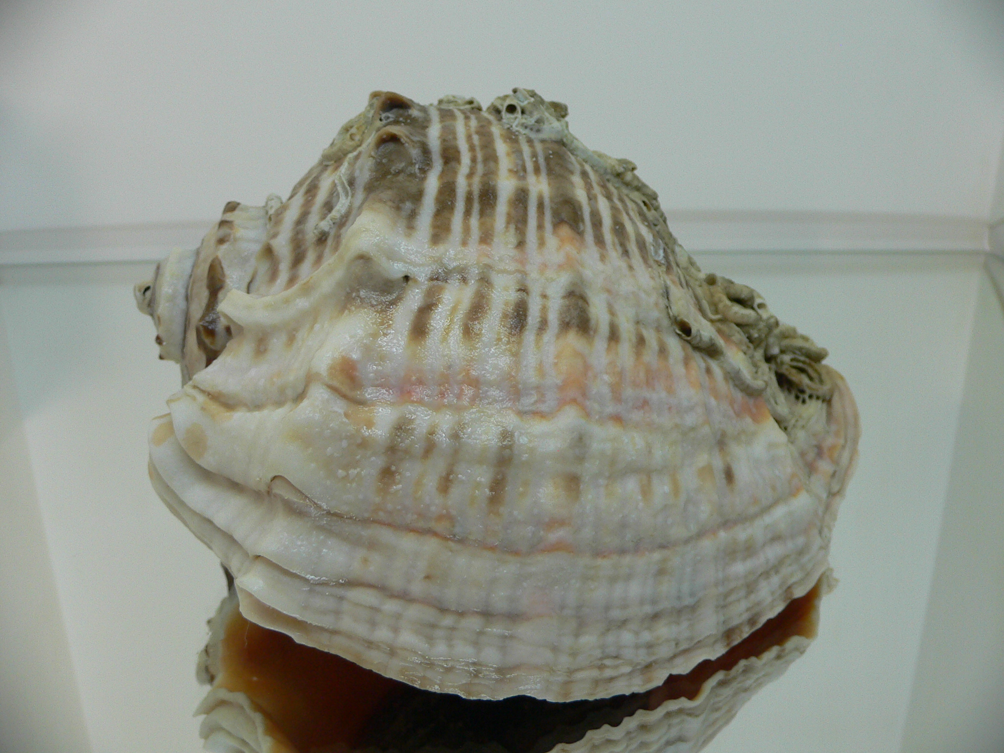 Rapana venosa NATURAL MONSTER