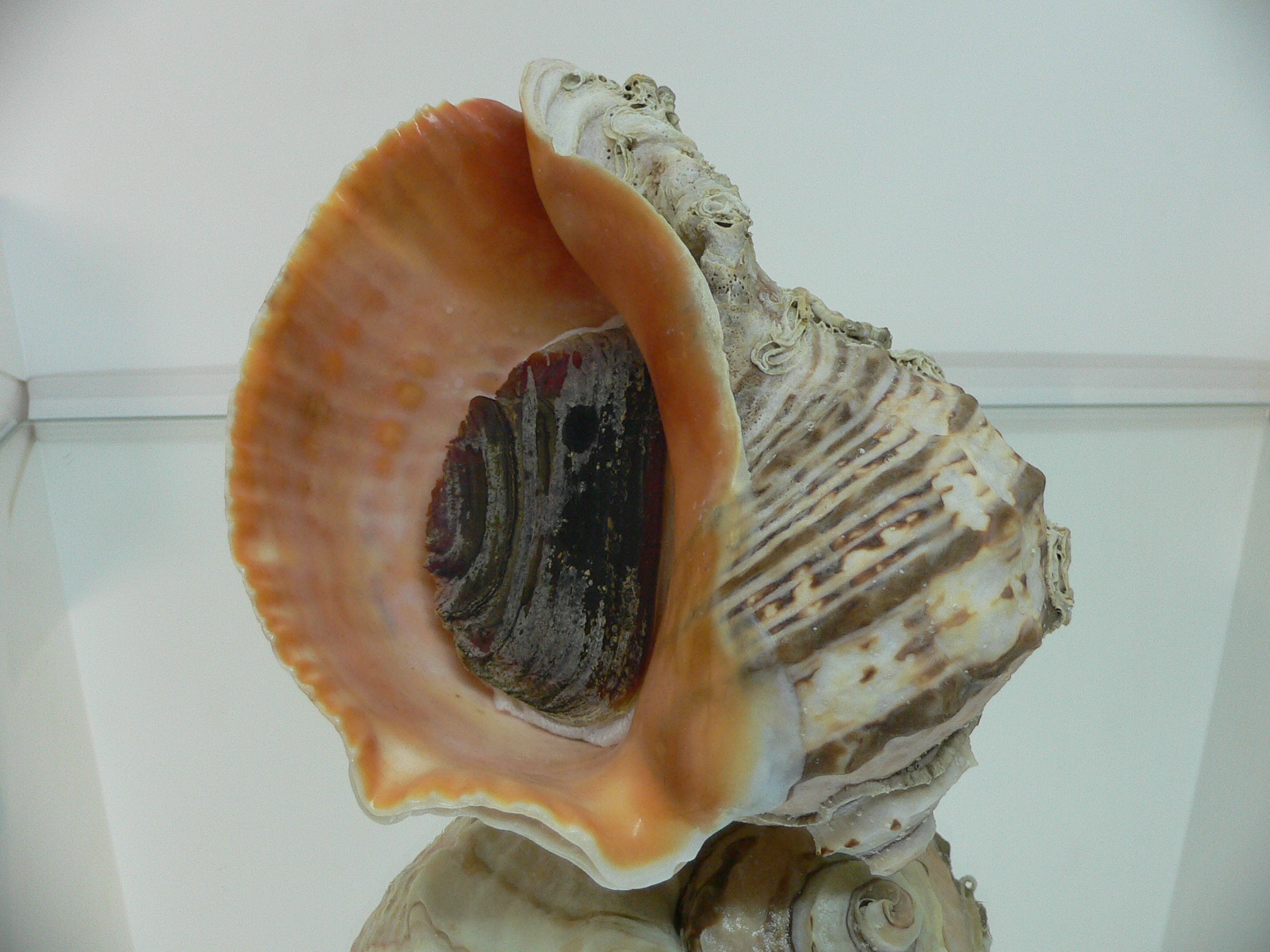 Rapana venosa NATURAL MONSTER