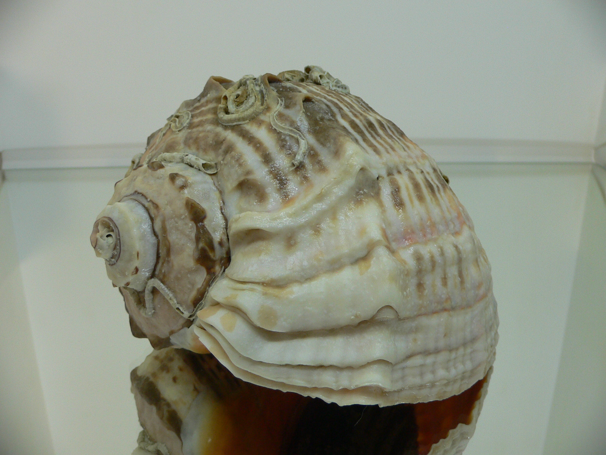 Rapana venosa NATURAL MONSTER