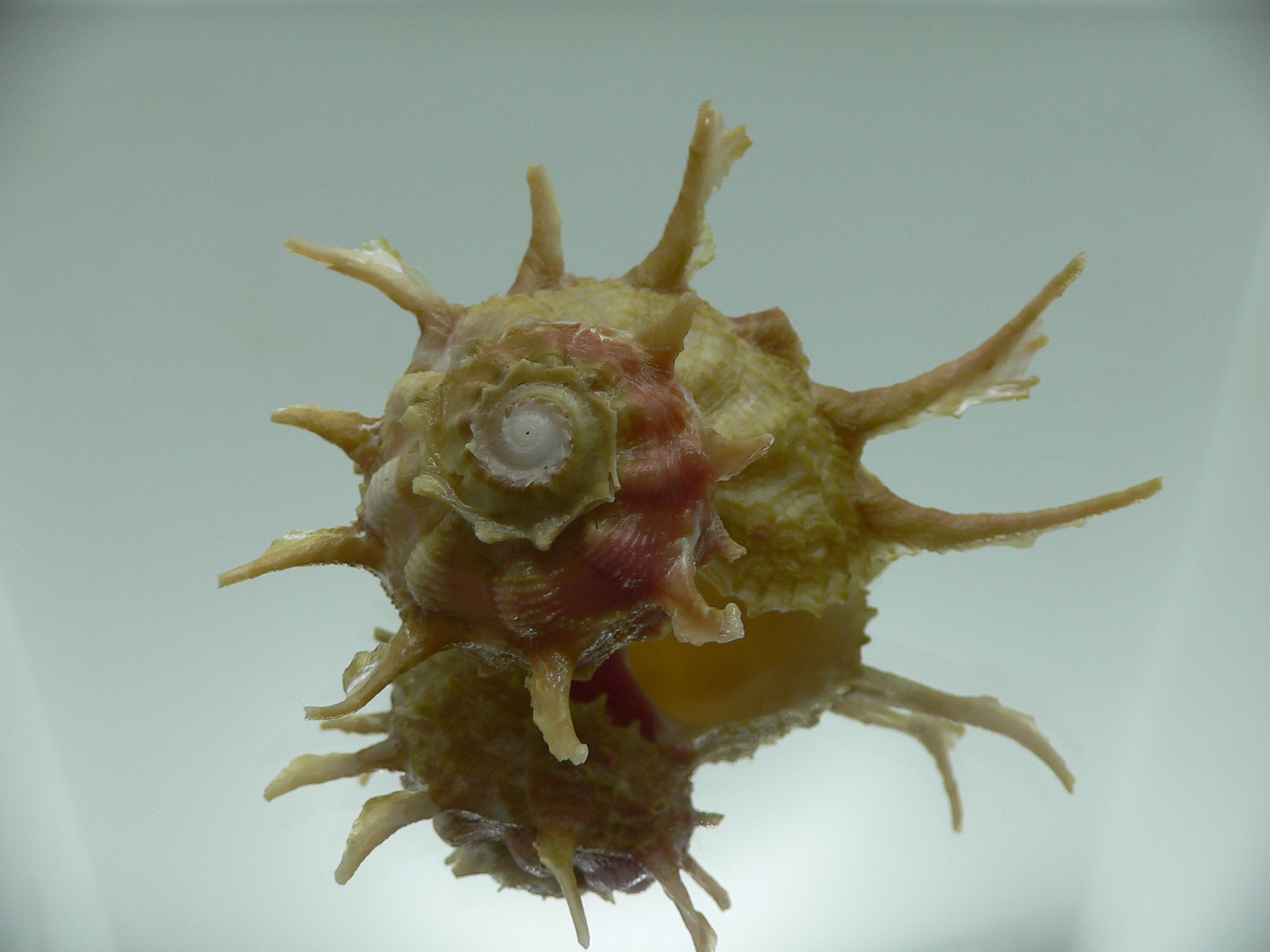 Angaria cf. sphaerula PEARL