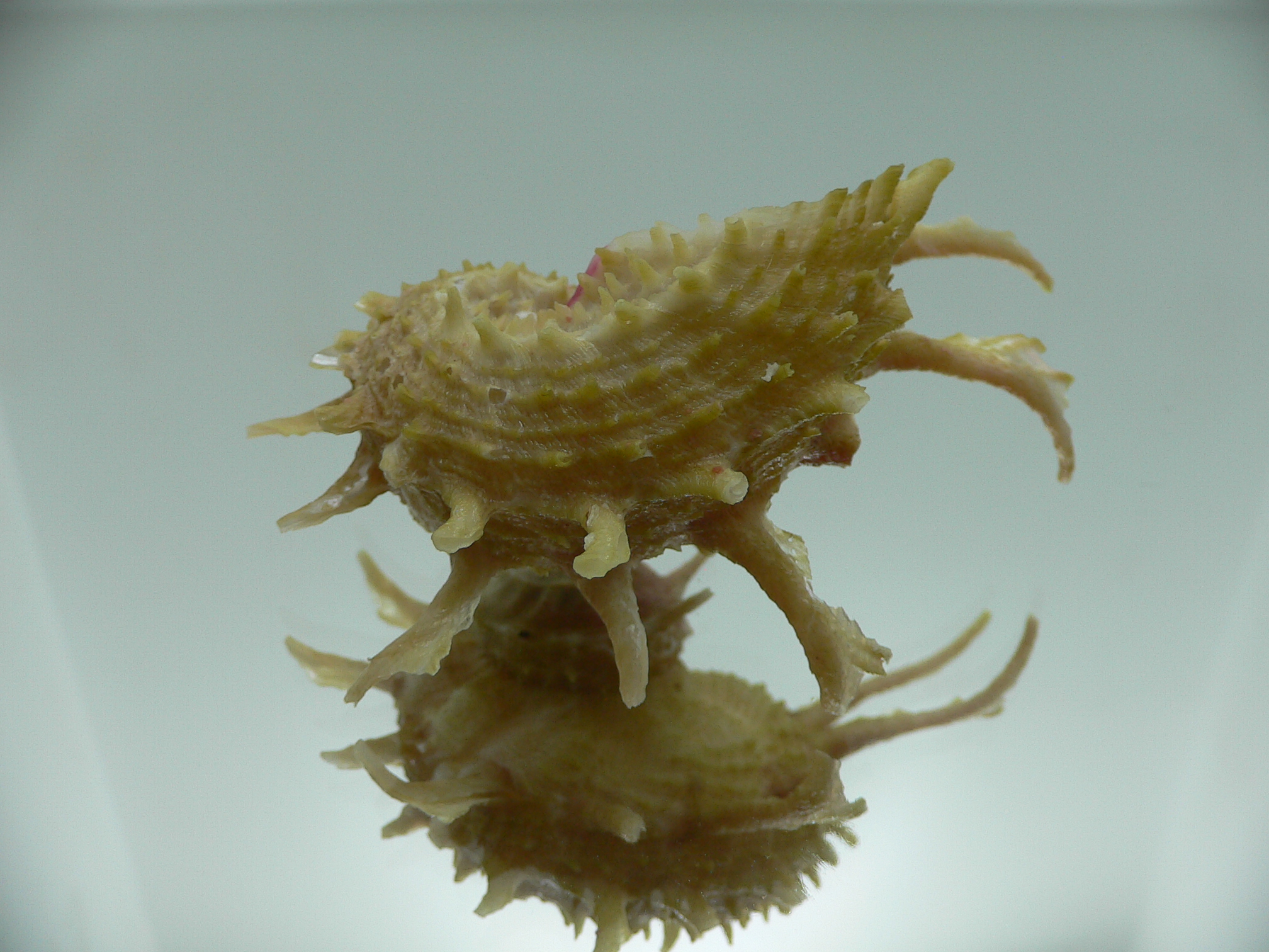 Angaria cf. sphaerula PEARL