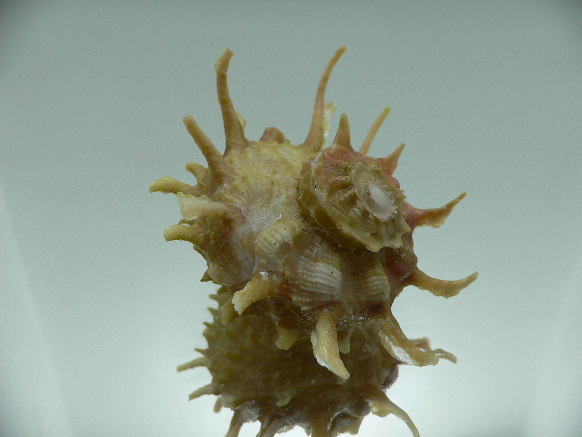 Angaria cf. sphaerula PEARL