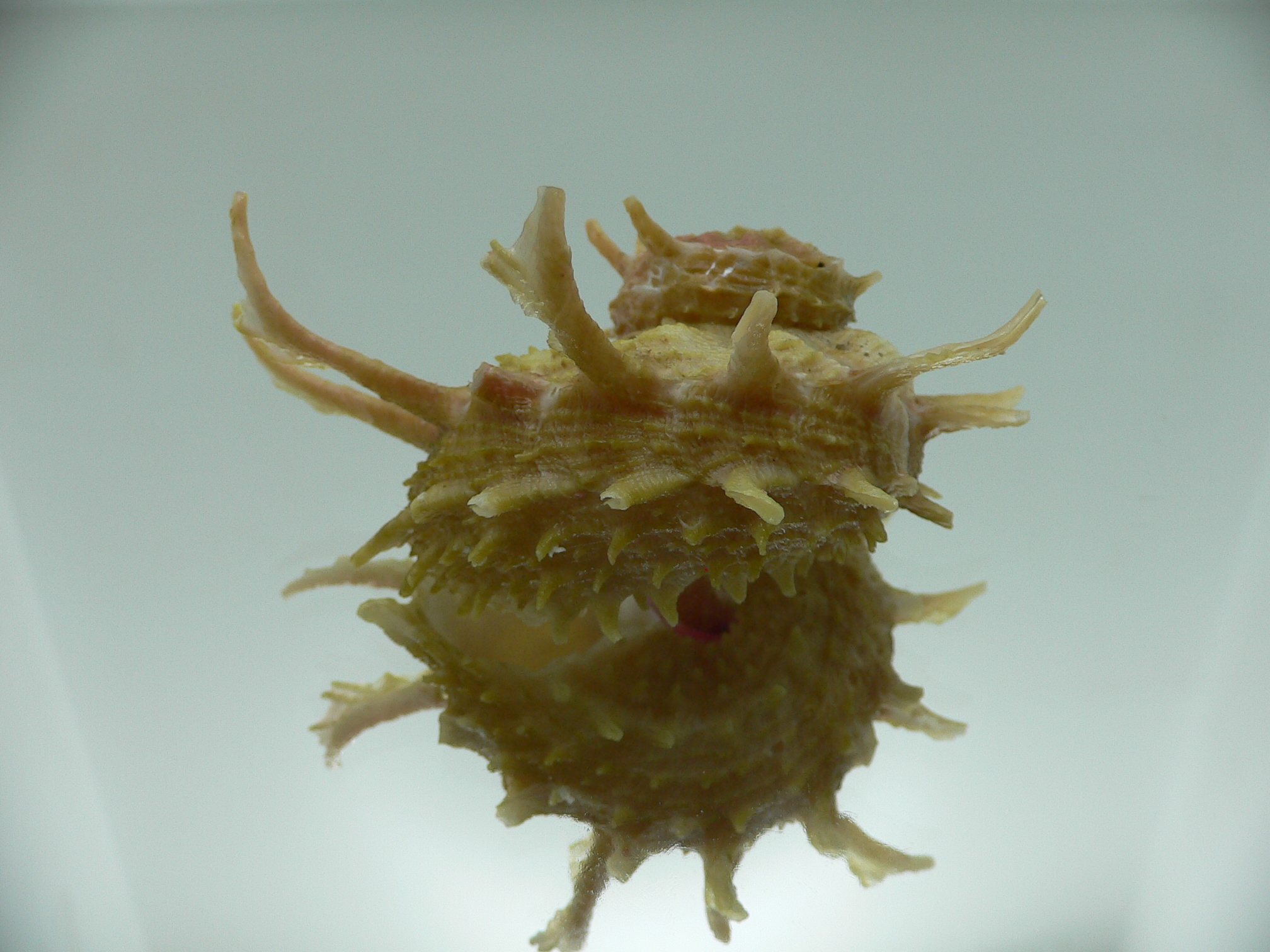 Angaria cf. sphaerula PEARL