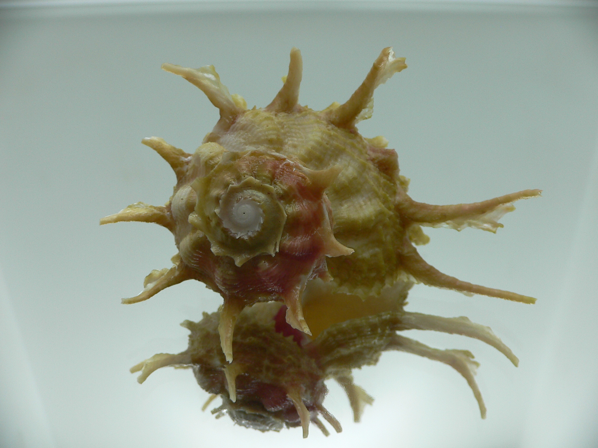 Angaria cf. sphaerula PEARL