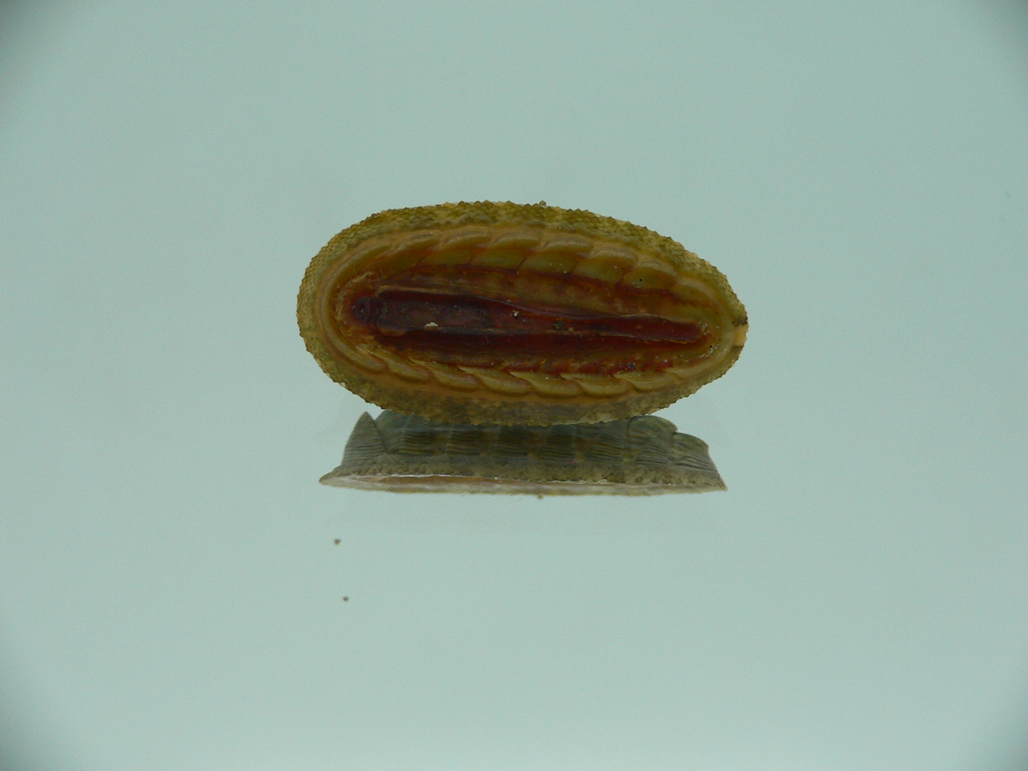 Rhyssoplax diaphora ENDEMIC & HIGH
