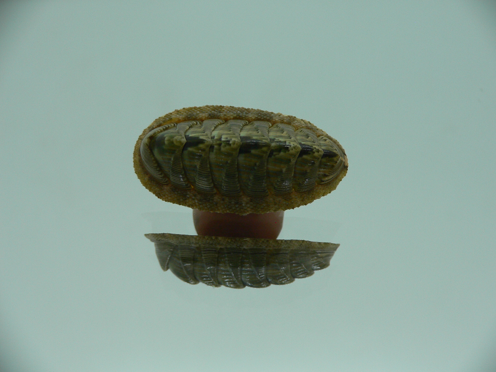 Rhyssoplax diaphora ENDEMIC & HIGH