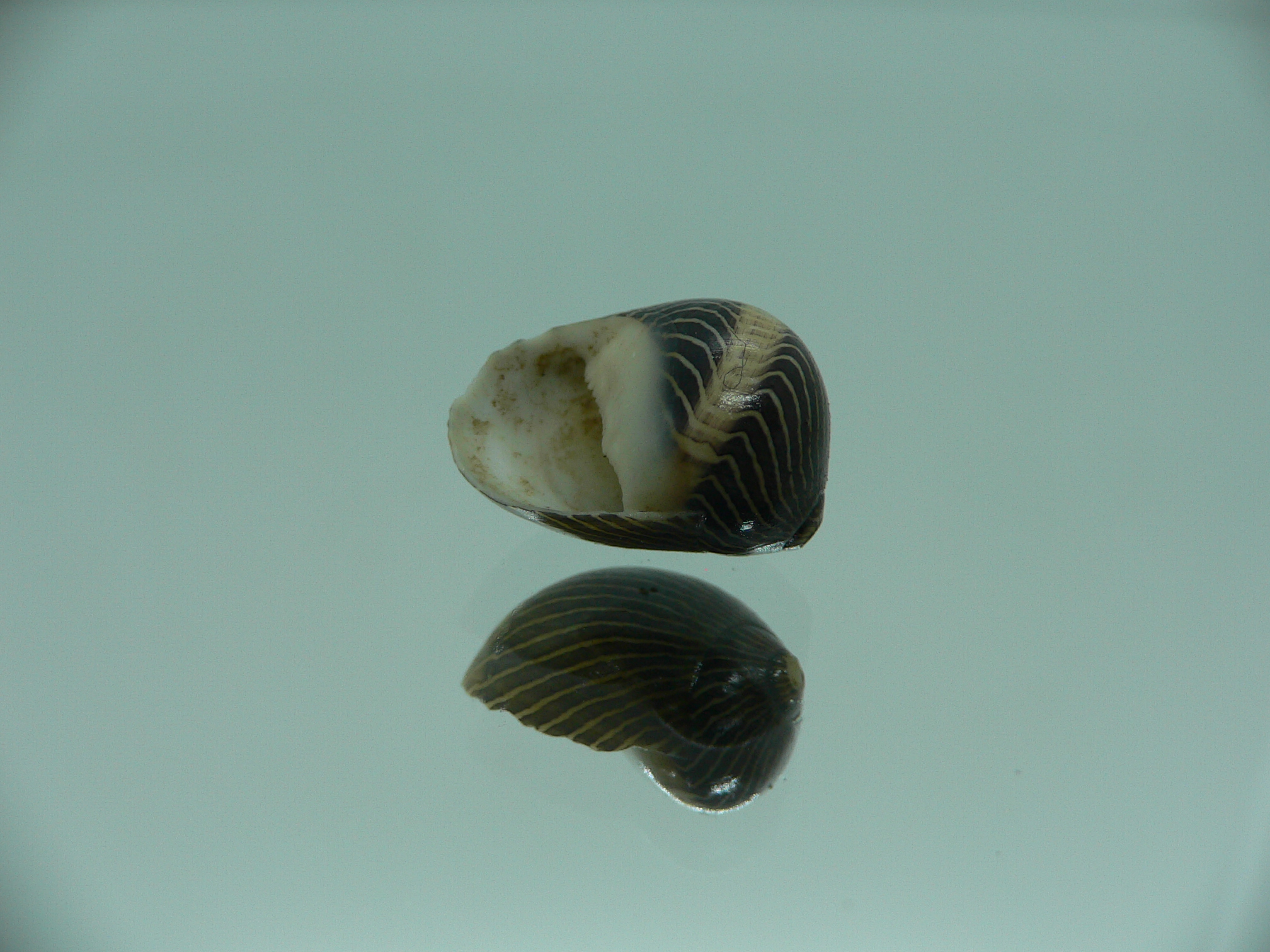 Neritina waigiensis DARK