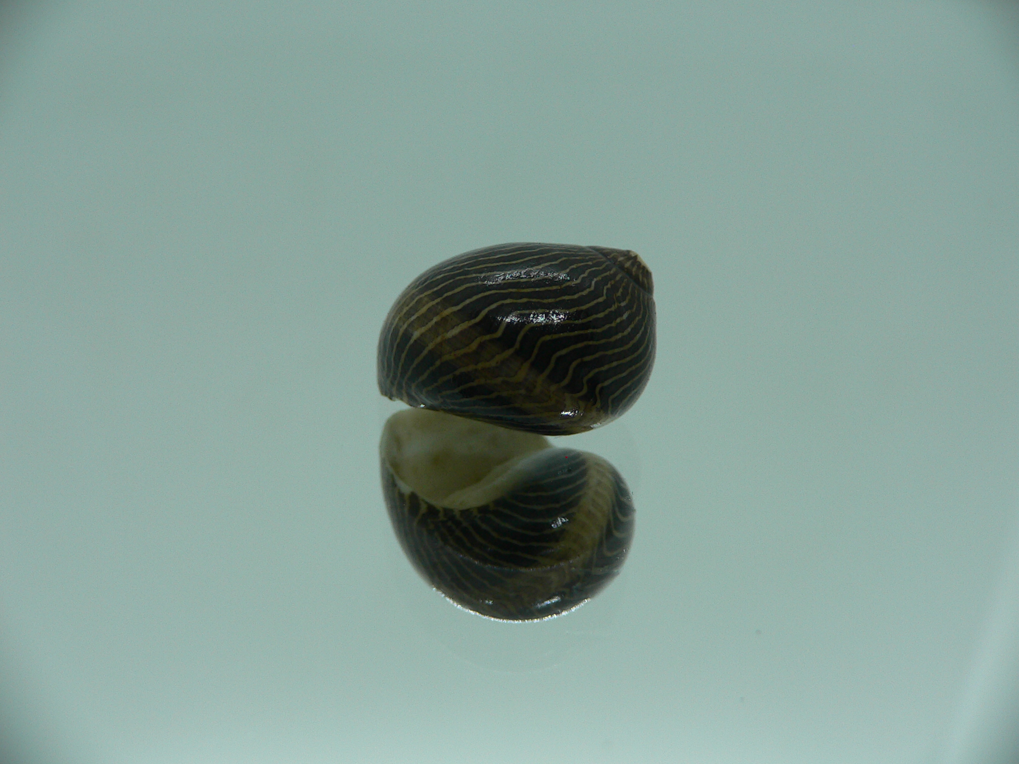 Neritina waigiensis DARK