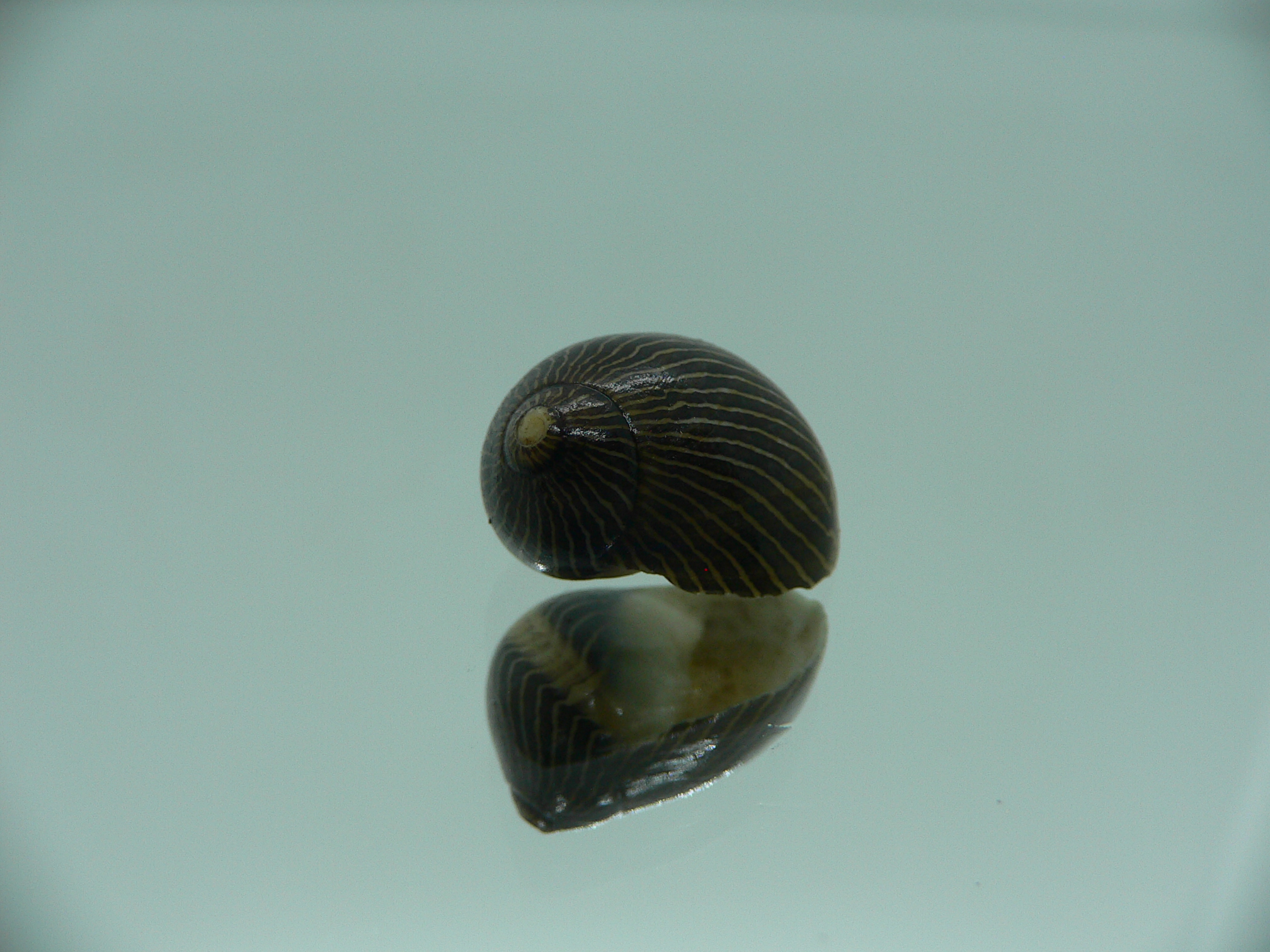 Neritina waigiensis DARK