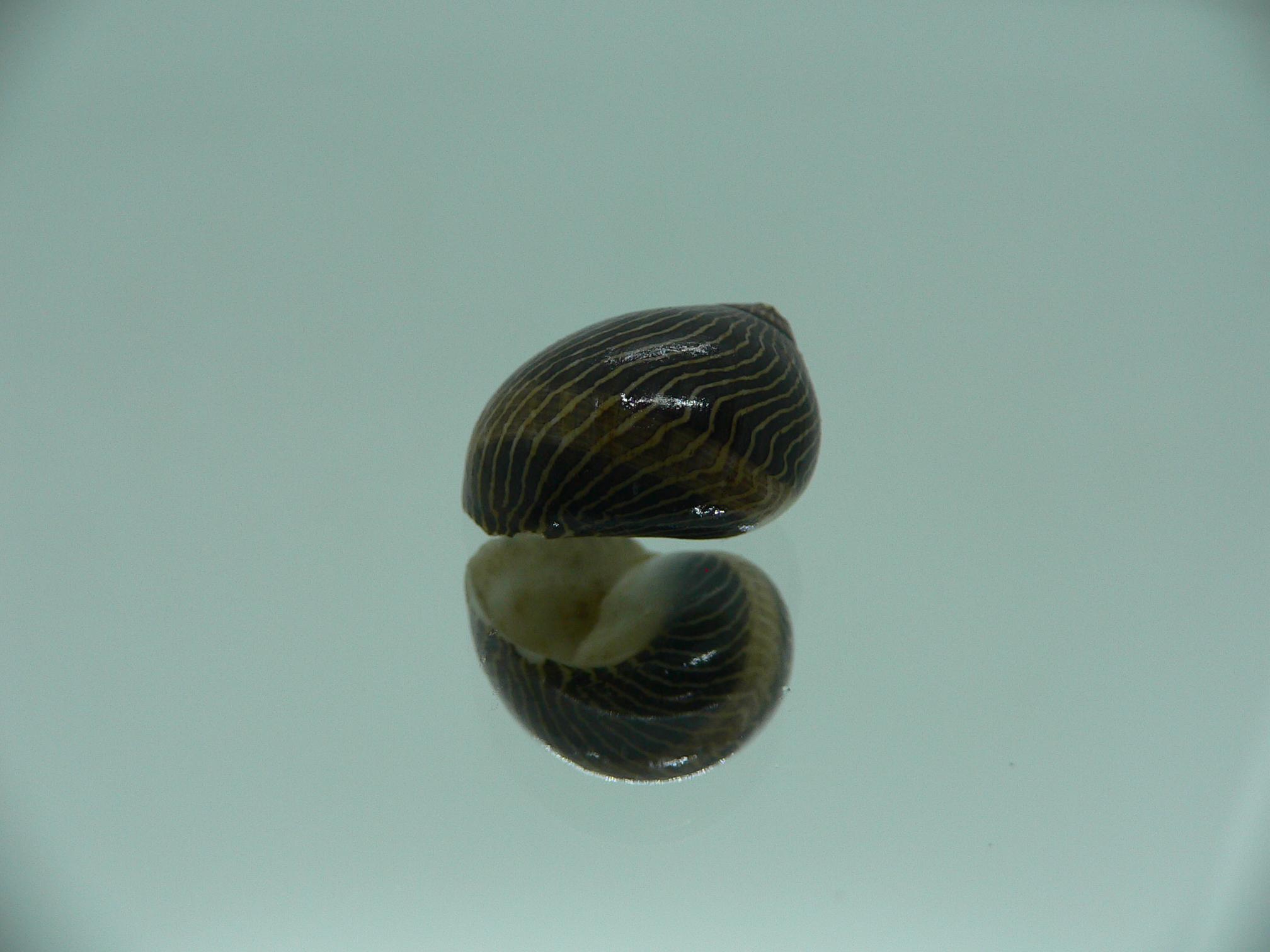 Neritina waigiensis DARK