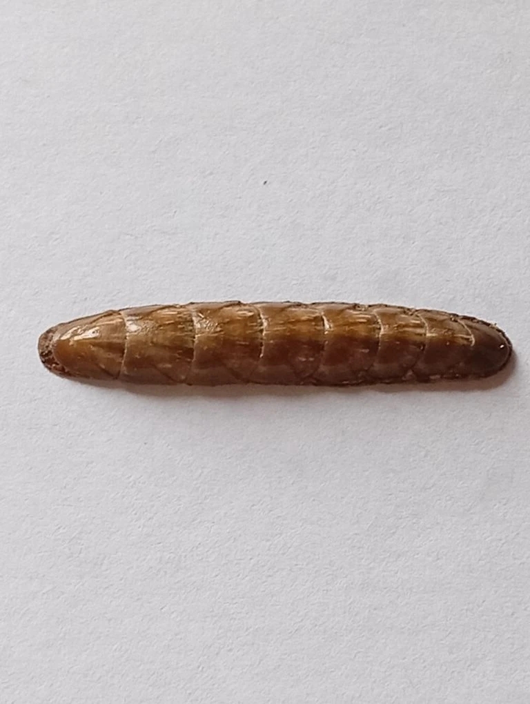 Stenochiton longicymba ENDEMIC 3