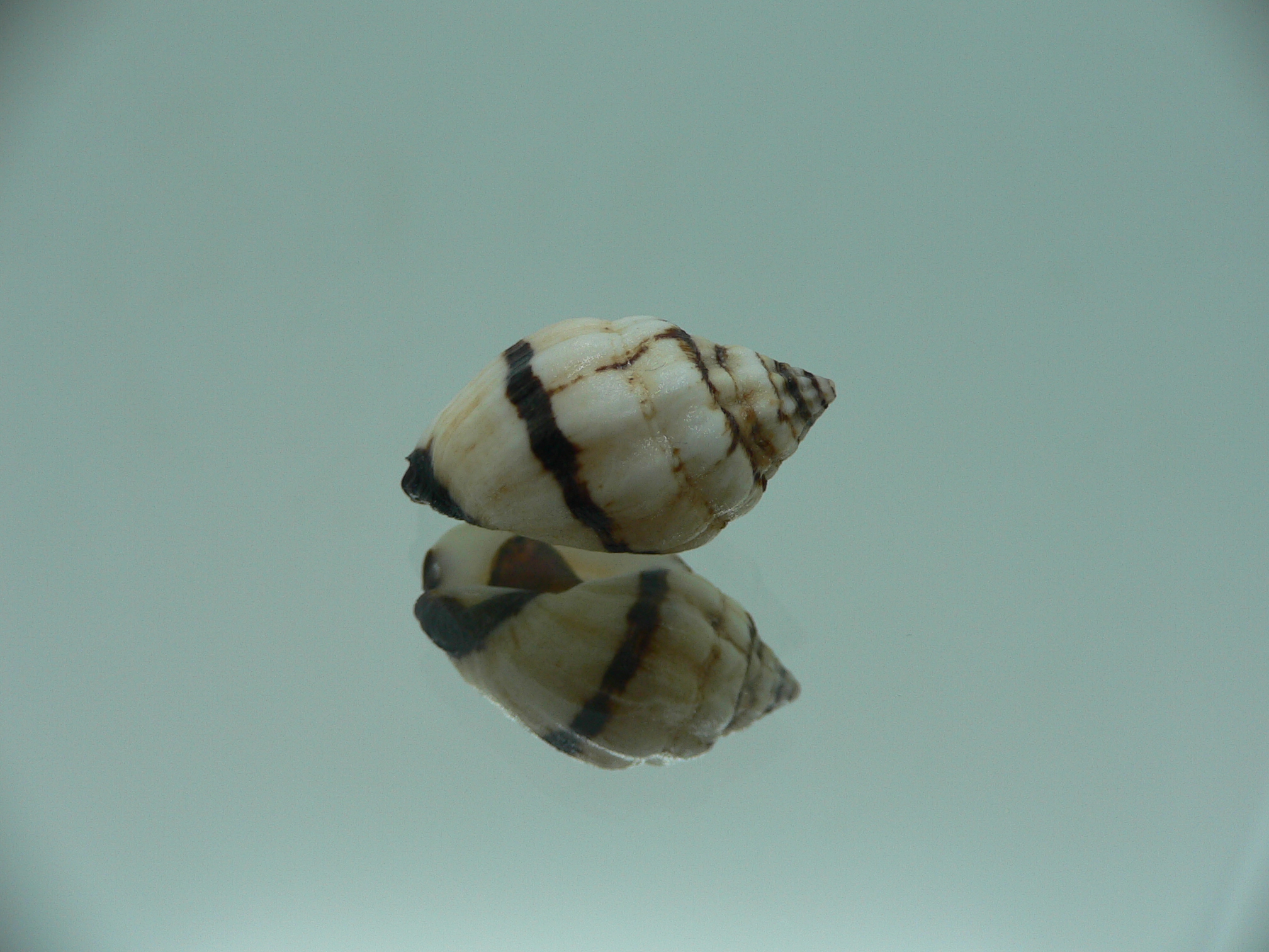 Cronia avellana ENDEMIC