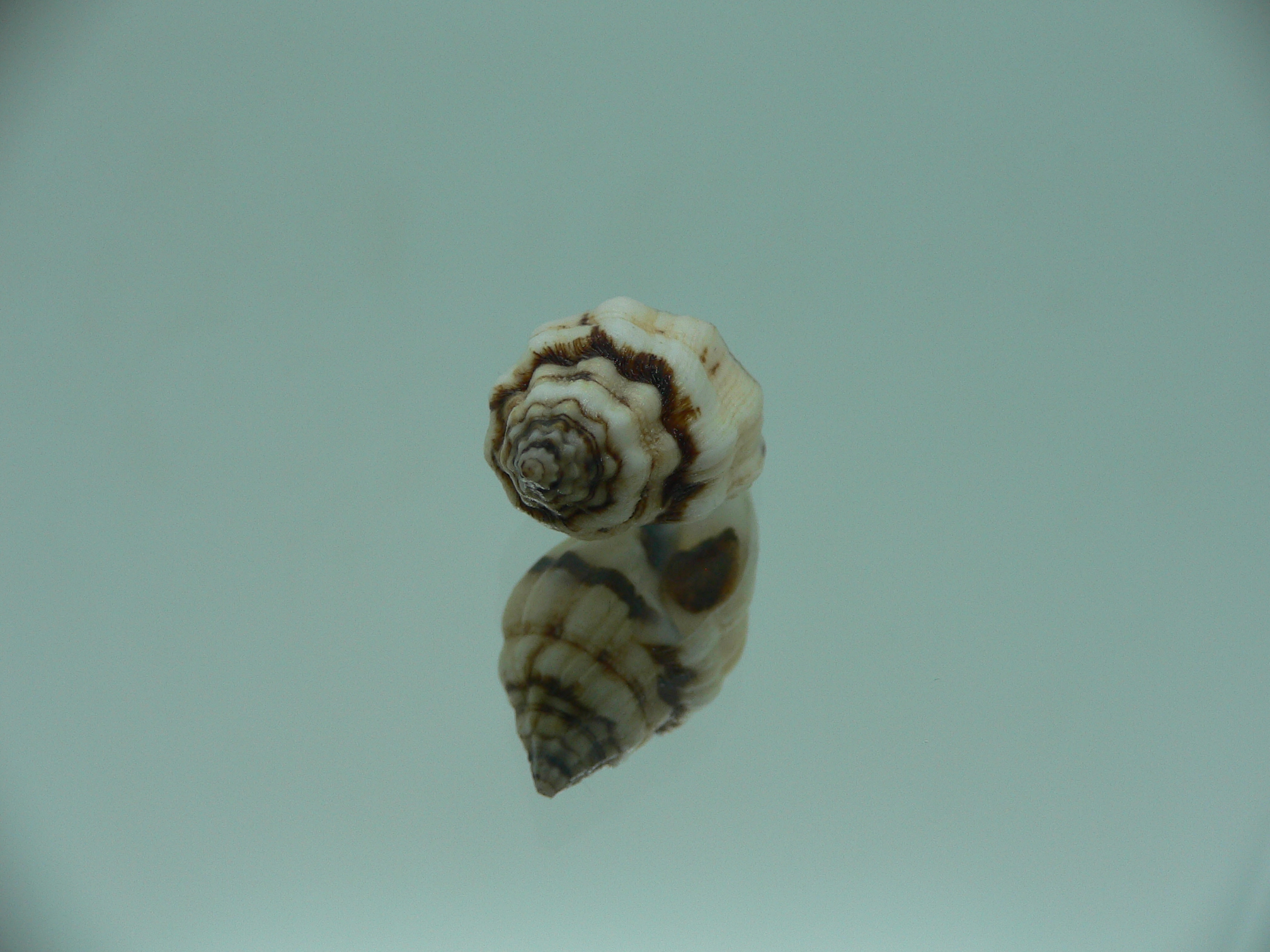 Cronia avellana ENDEMIC
