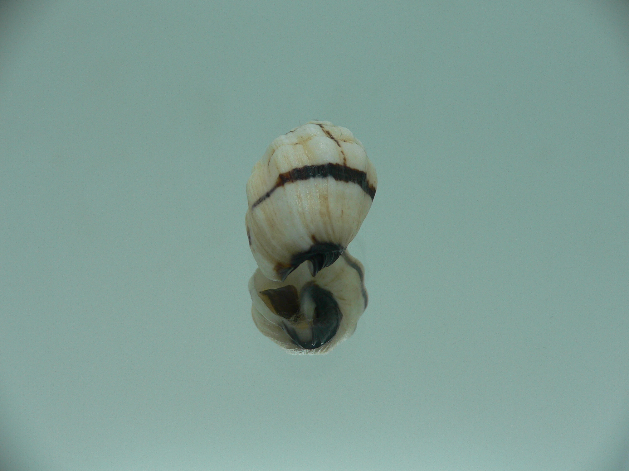 Cronia avellana ENDEMIC
