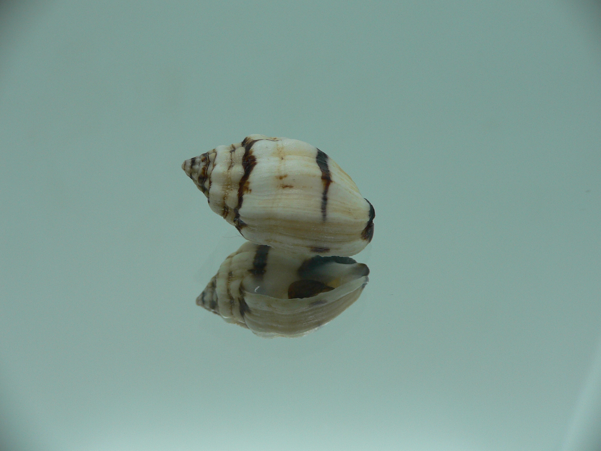 Cronia avellana ENDEMIC