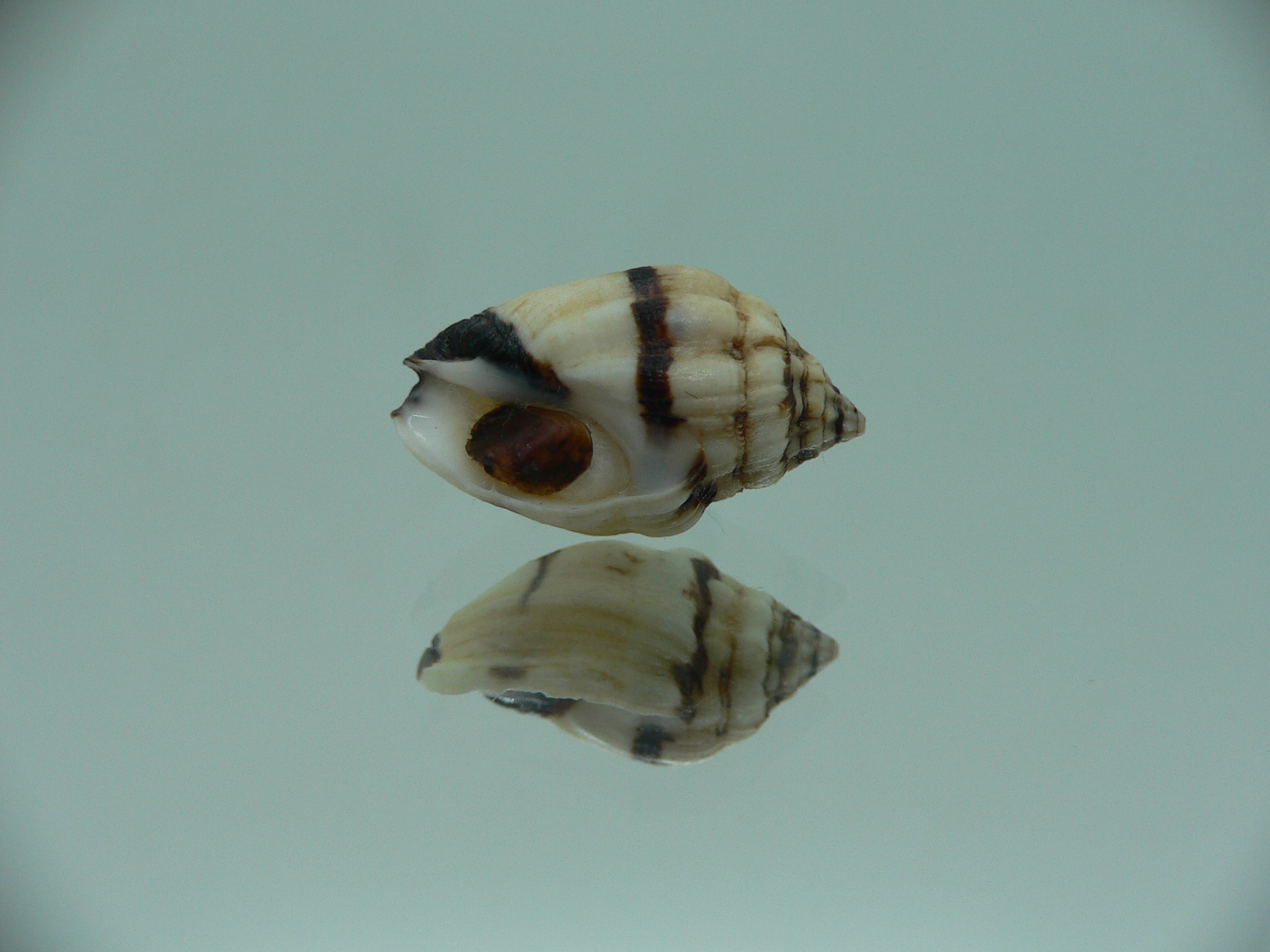 Cronia avellana ENDEMIC