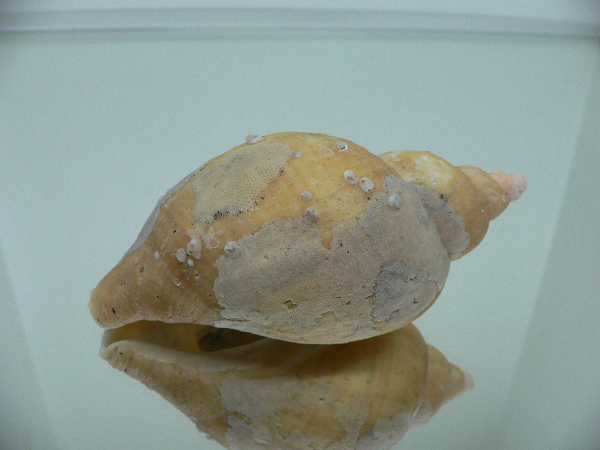 Volutopsius norwegicus RARE