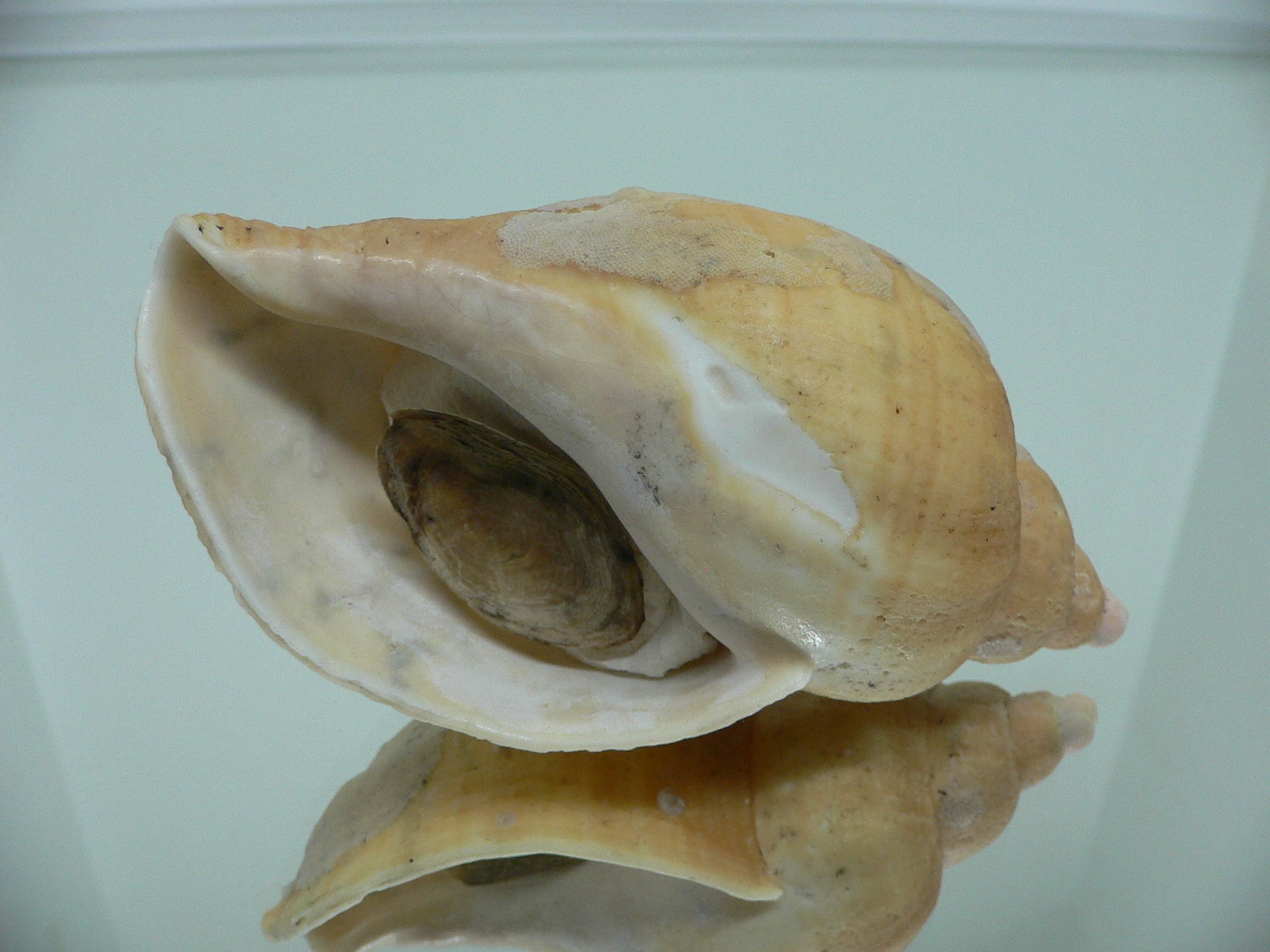 Volutopsius norwegicus RARE