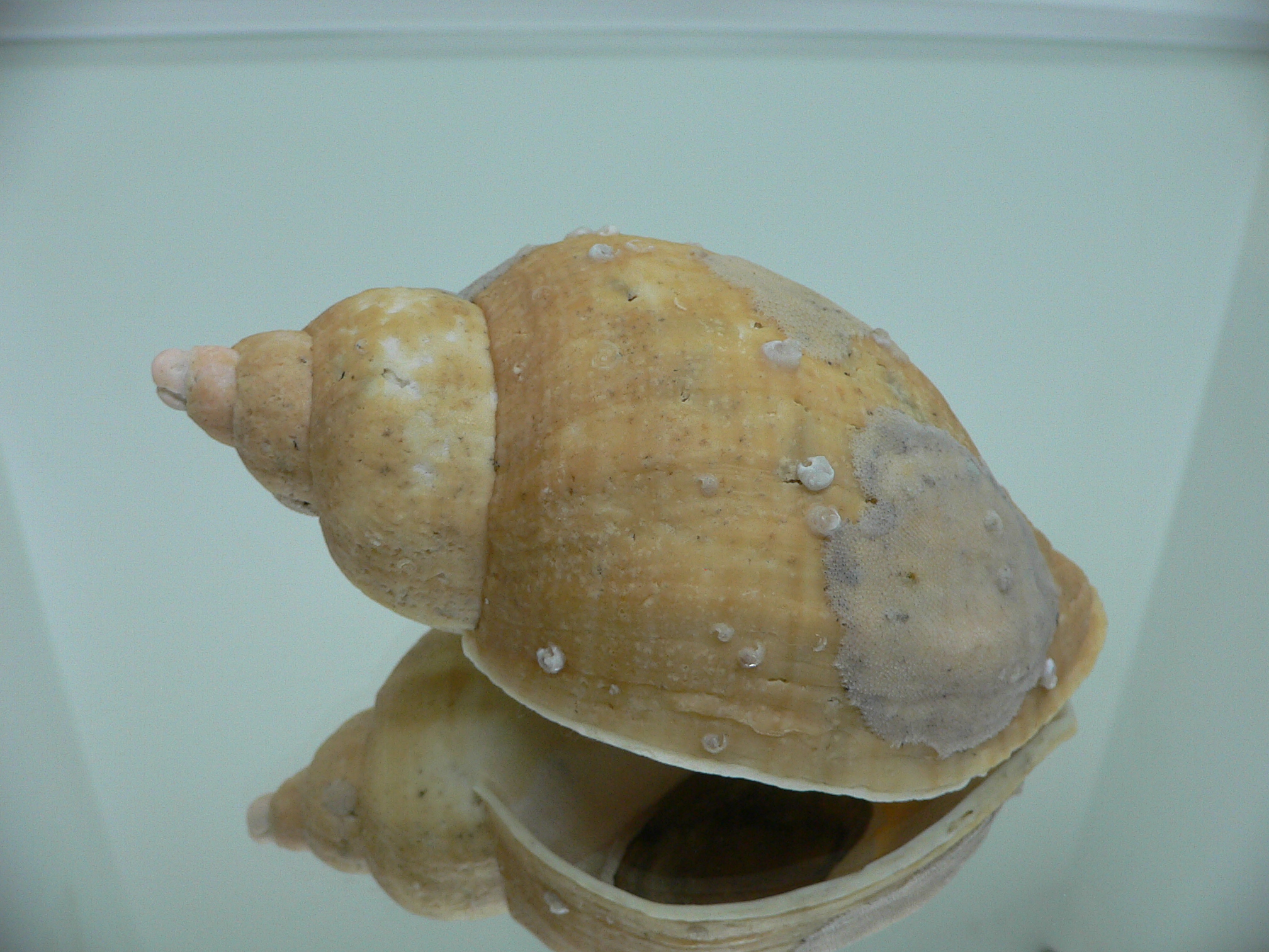 Volutopsius norwegicus RARE