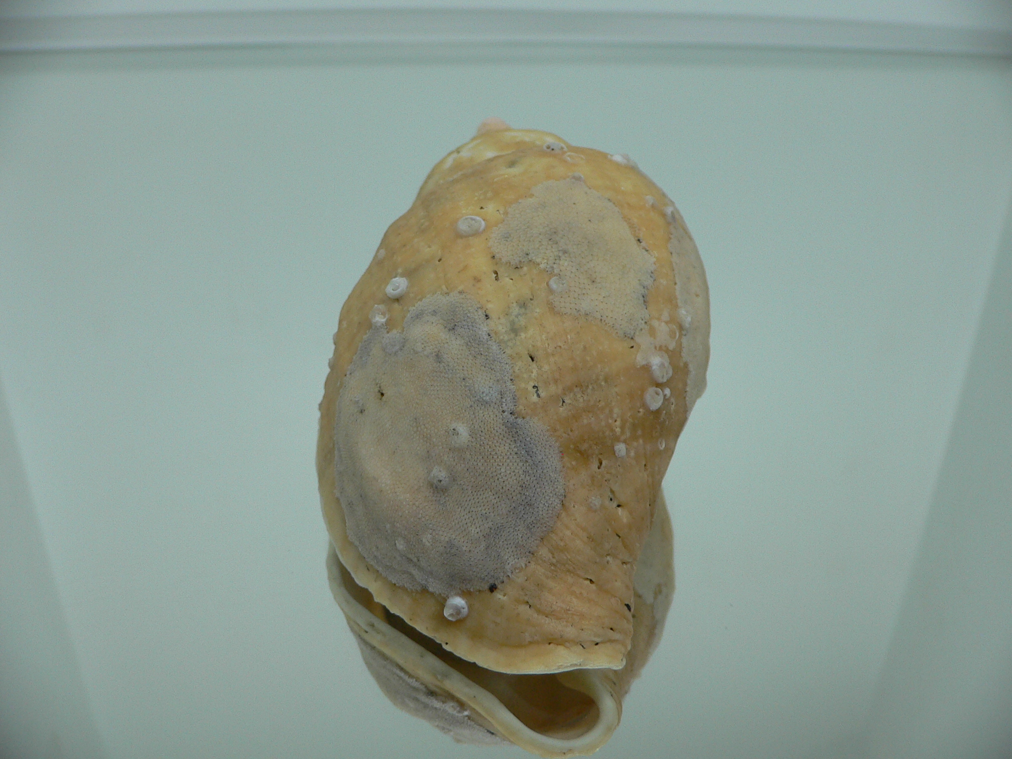 Volutopsius norwegicus RARE