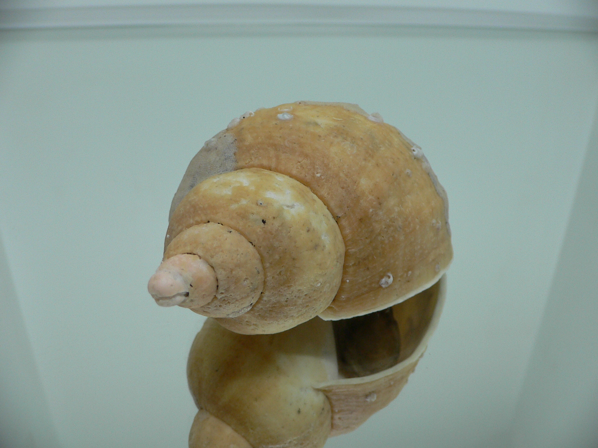 Volutopsius norwegicus RARE