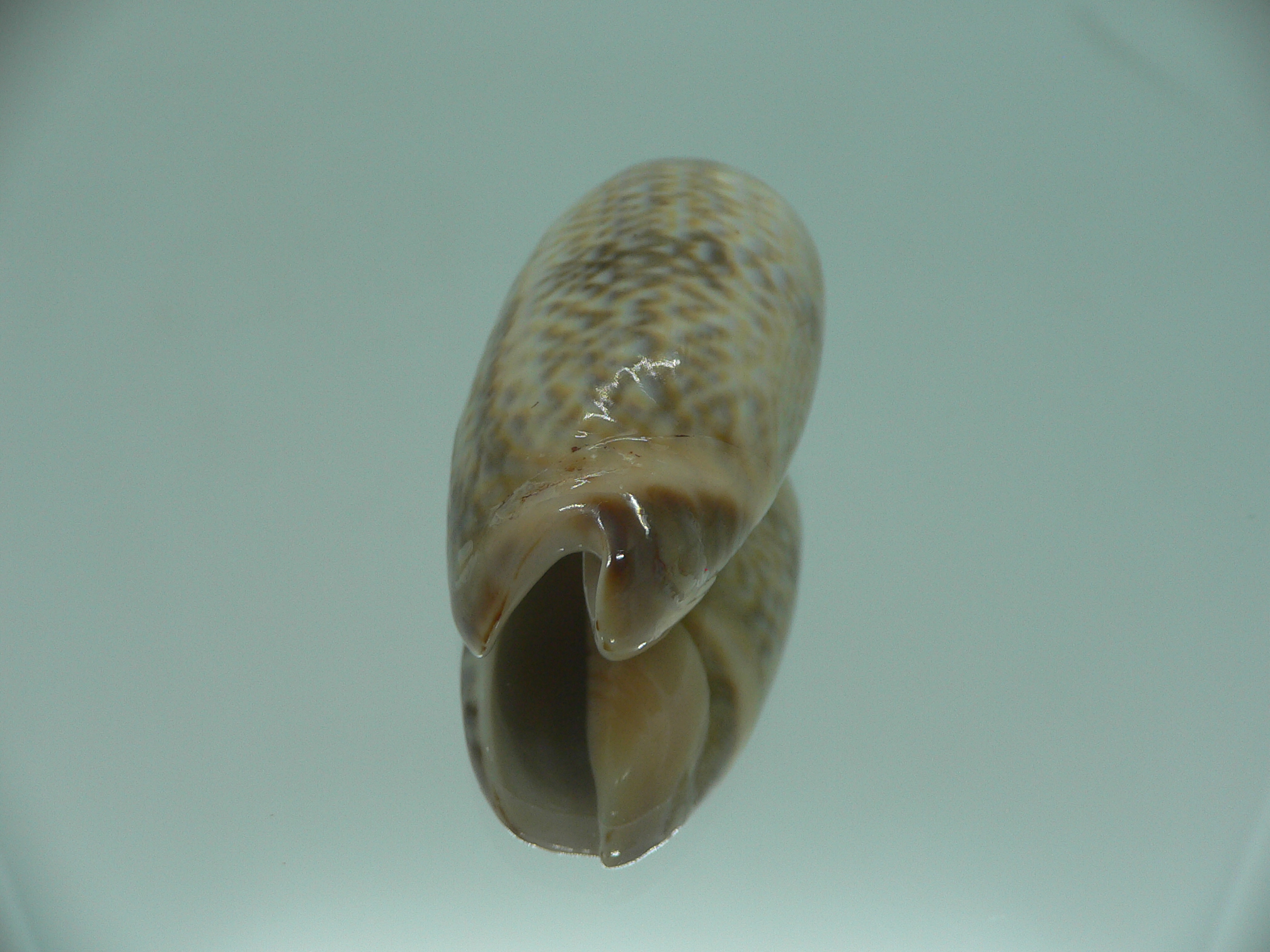 Oliva irisans oldi (var.) RARE & VERY BIG