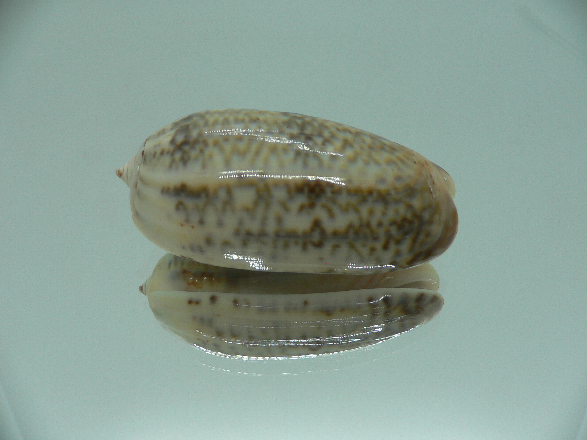 Oliva irisans oldi (var.) RARE & VERY BIG