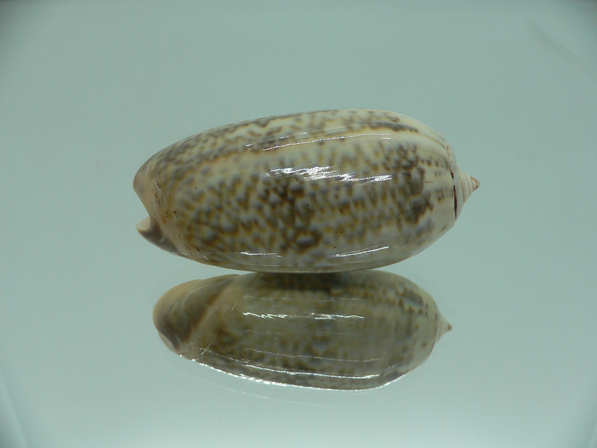 Oliva irisans oldi (var.) RARE & VERY BIG