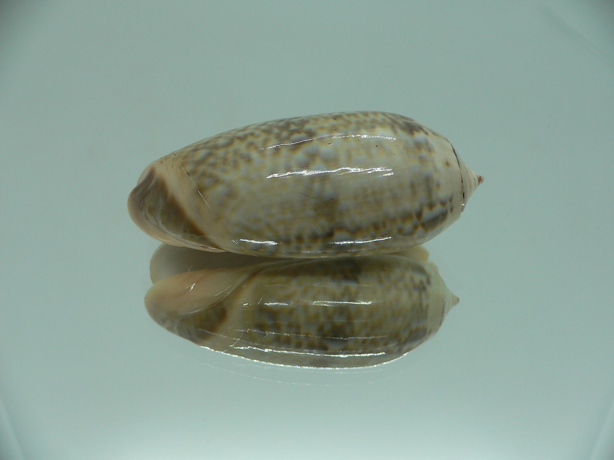 Oliva irisans oldi (var.) RARE & VERY BIG