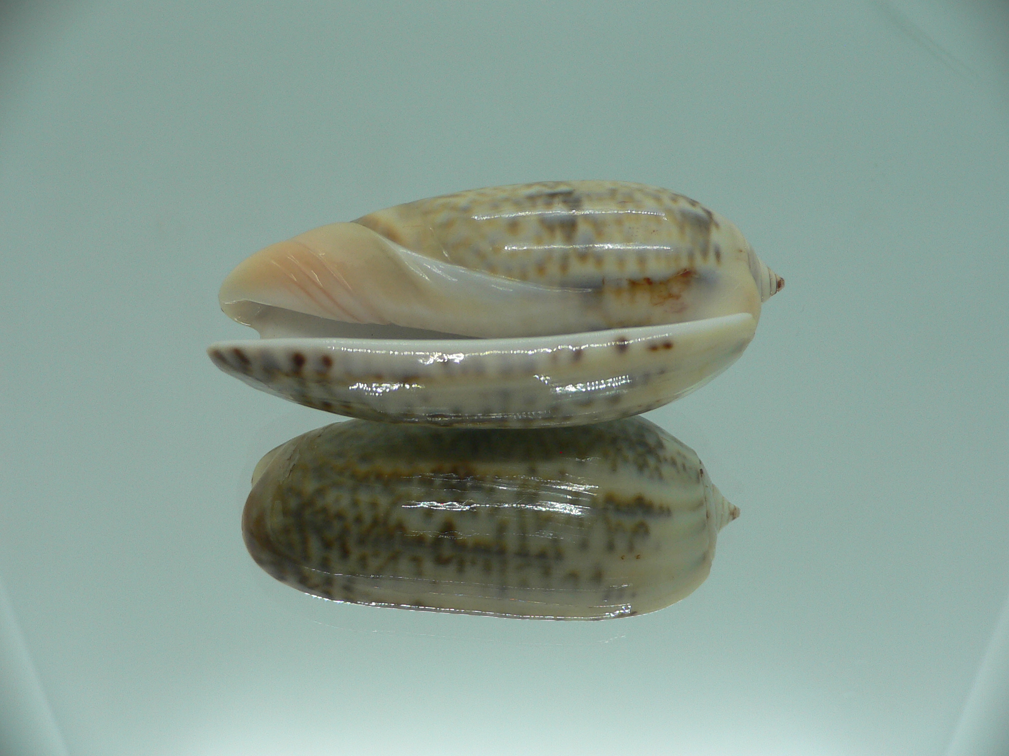Oliva irisans oldi (var.) RARE & VERY BIG