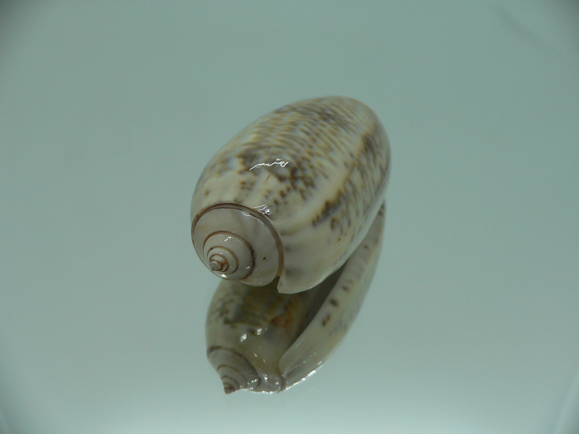 Oliva irisans oldi (var.) RARE & VERY BIG
